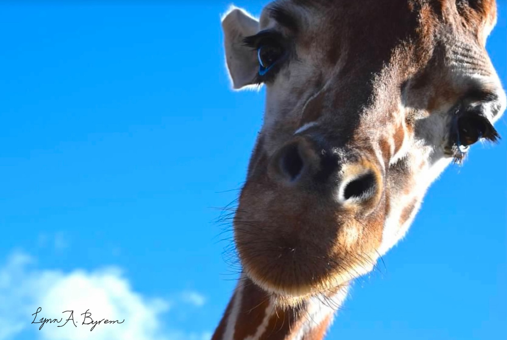 Meet the majestic giraffe!