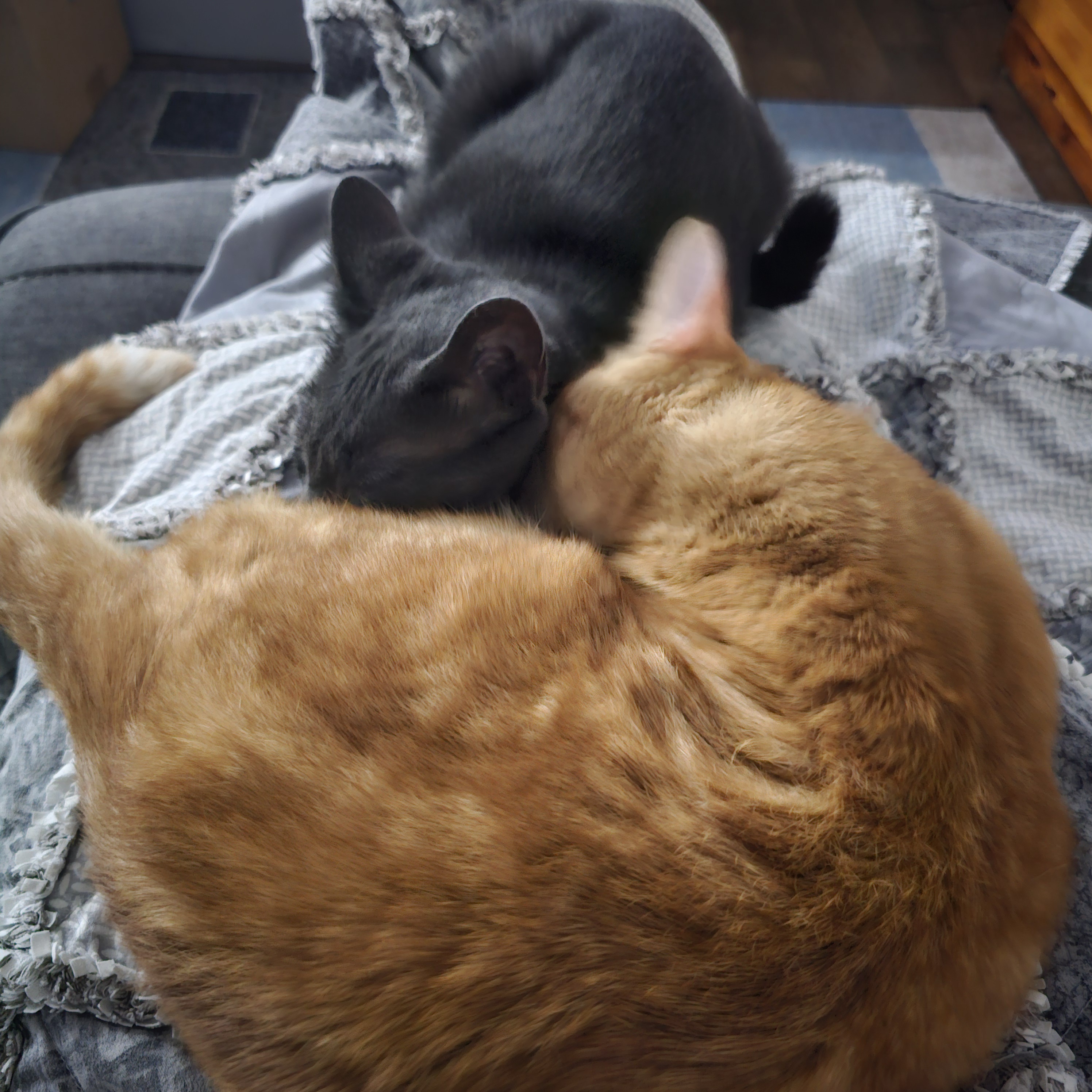Stuck in a Cozy Spot: Just Two Boys Snuggling and Cuddling Together