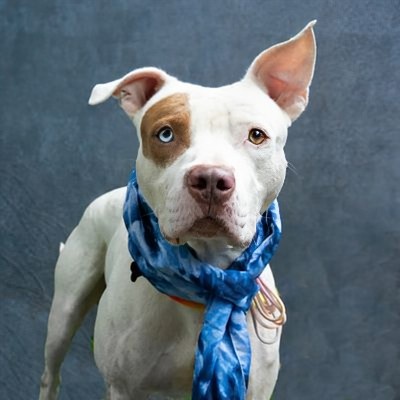Merlin, the Shelter Dog with an Enchanting Face!