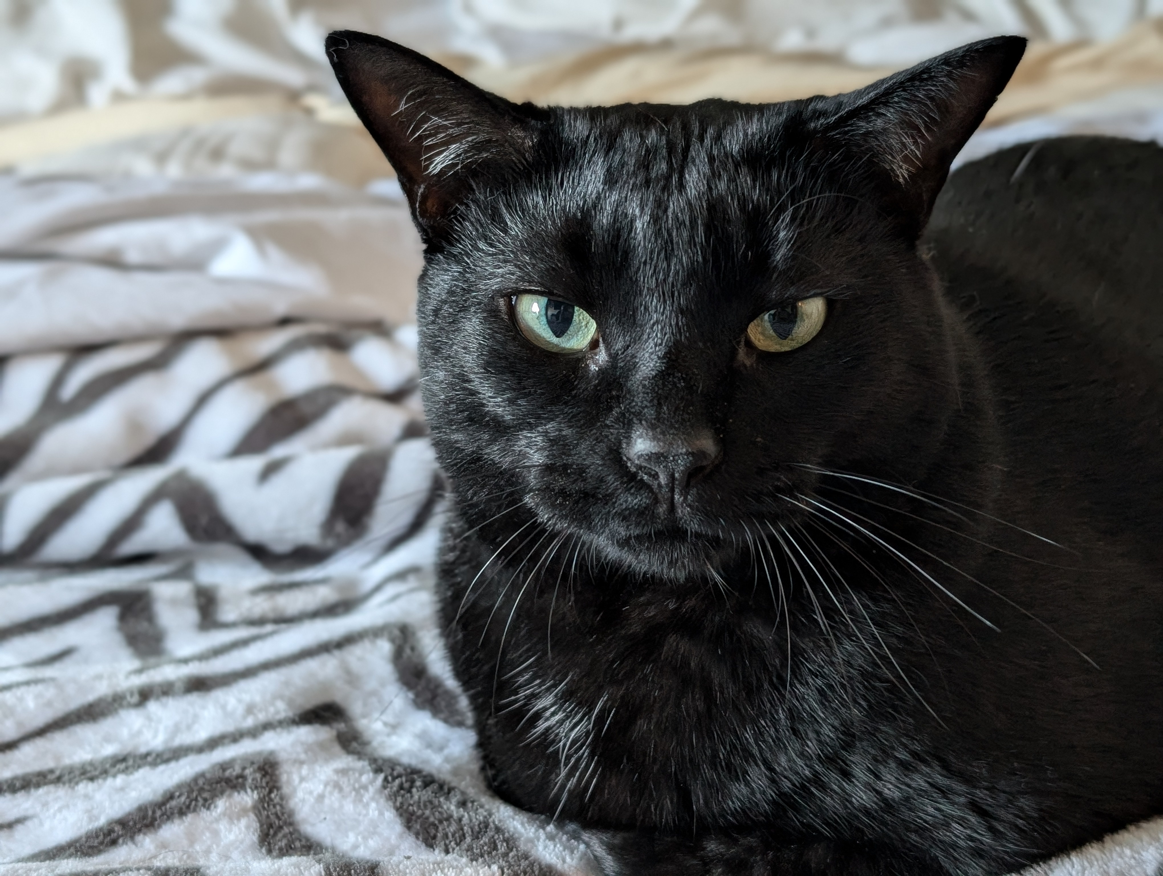 Celebrating Caturday with Feline Fun!