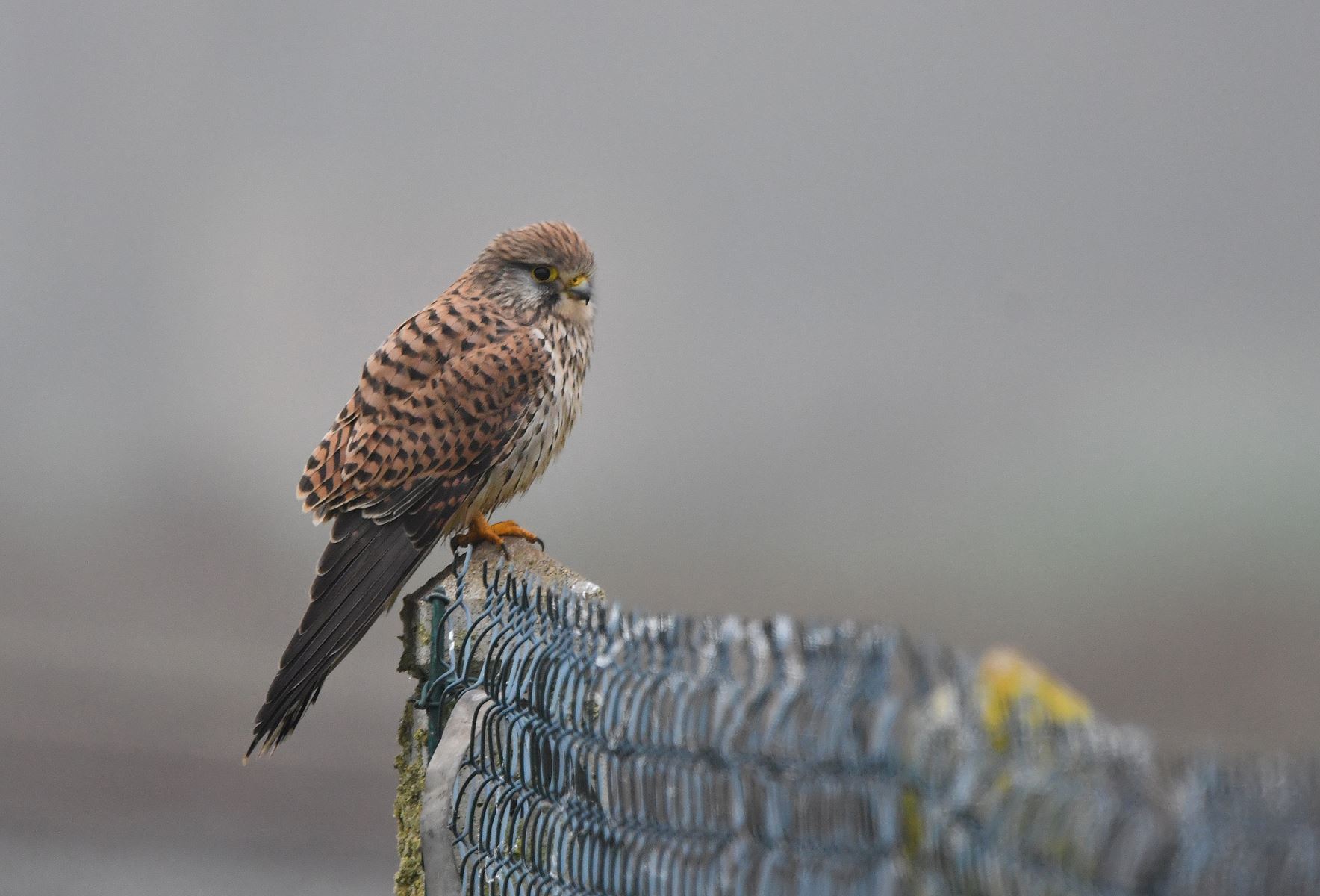 The Majestic Falcon: A Glimpse of Nature's Beauty