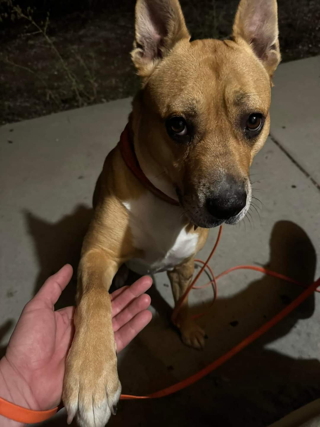 This pup needs your help: 995 days without a forever home is far too long