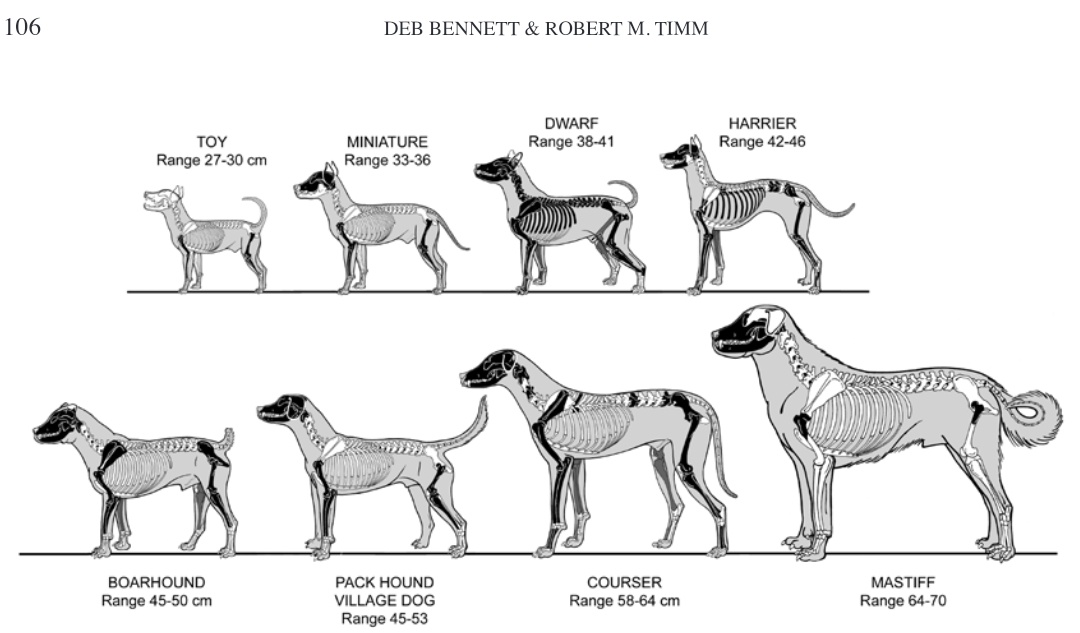 Exploring the Dogs of Roman Vindolanda