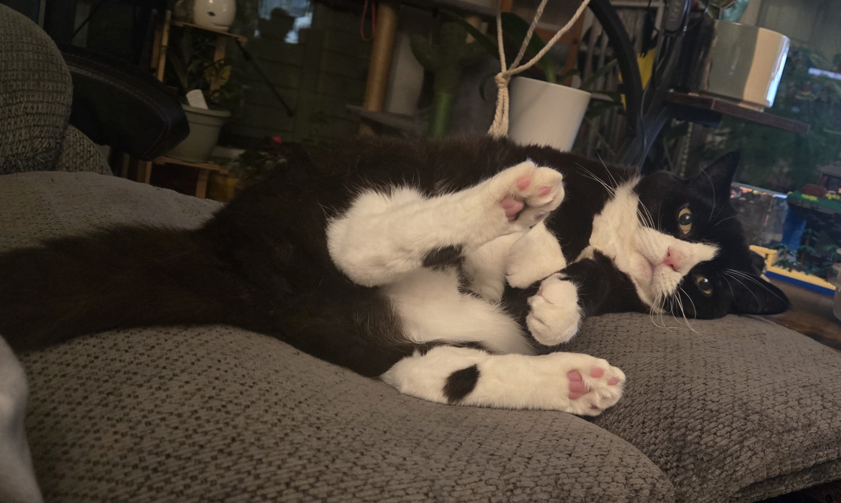 Momo and Majin enjoying a cozy Caturday together.
