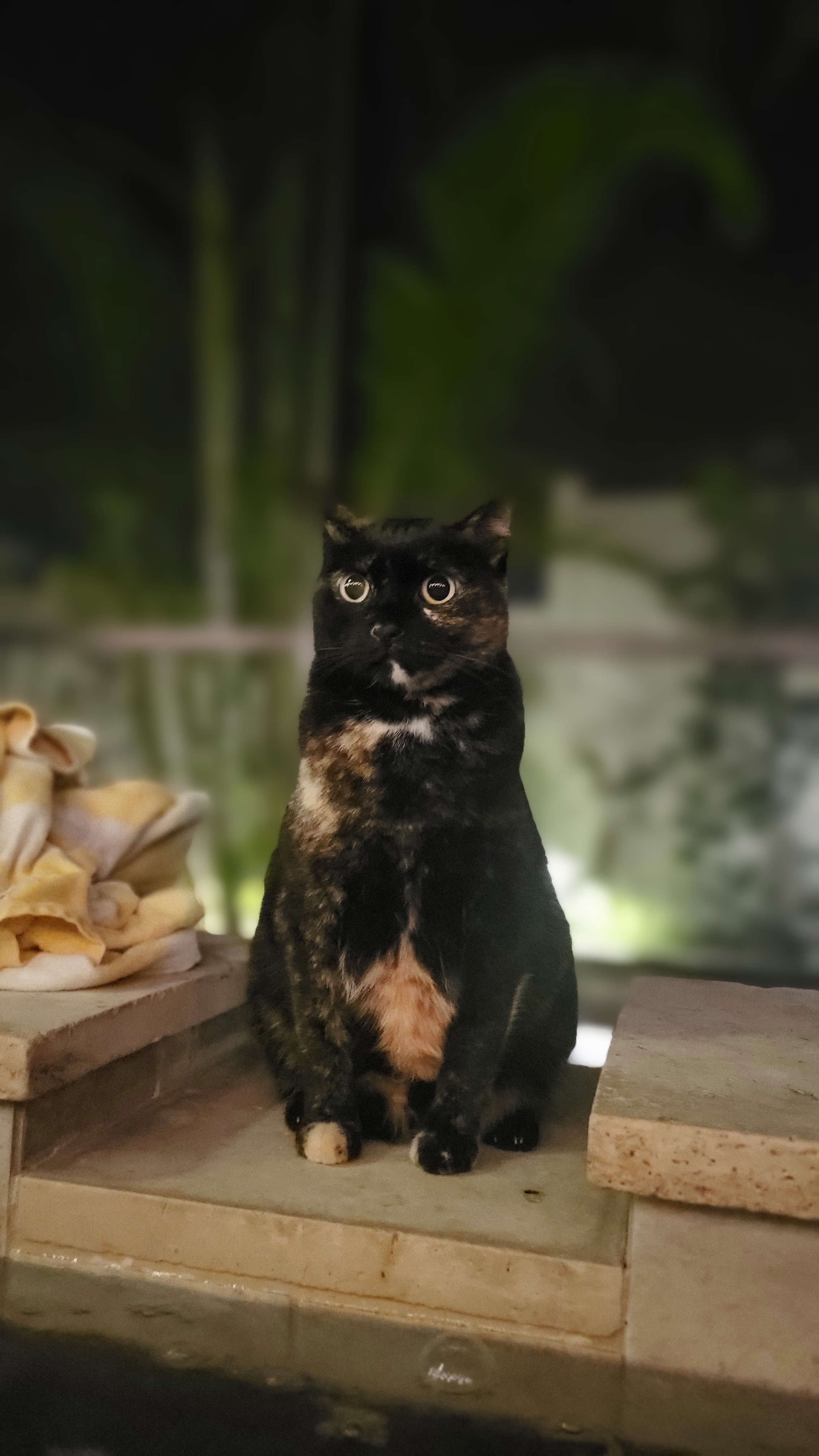 Cozette's Cake Day: Lost in Thought with a Side of Steam