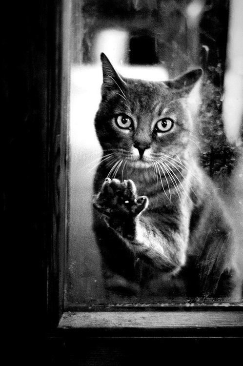 Meet Today's Adorable Cat