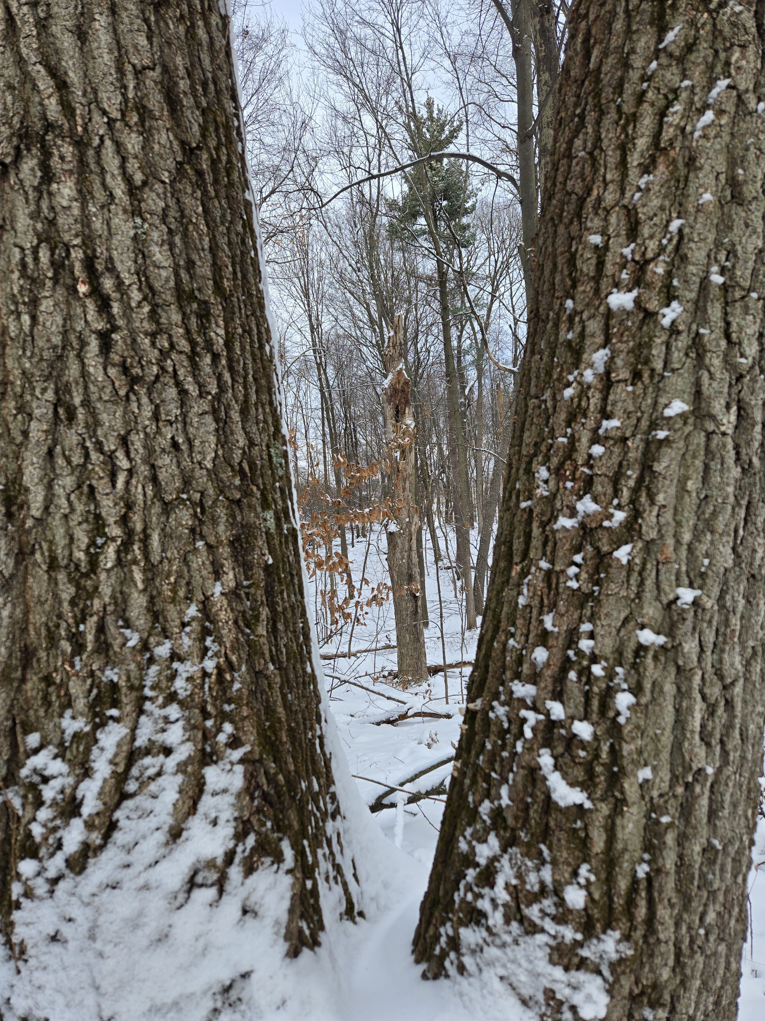 The Great MI Hike Adventure