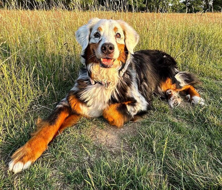 Adorable Vitiligo Pup Stealing Hearts