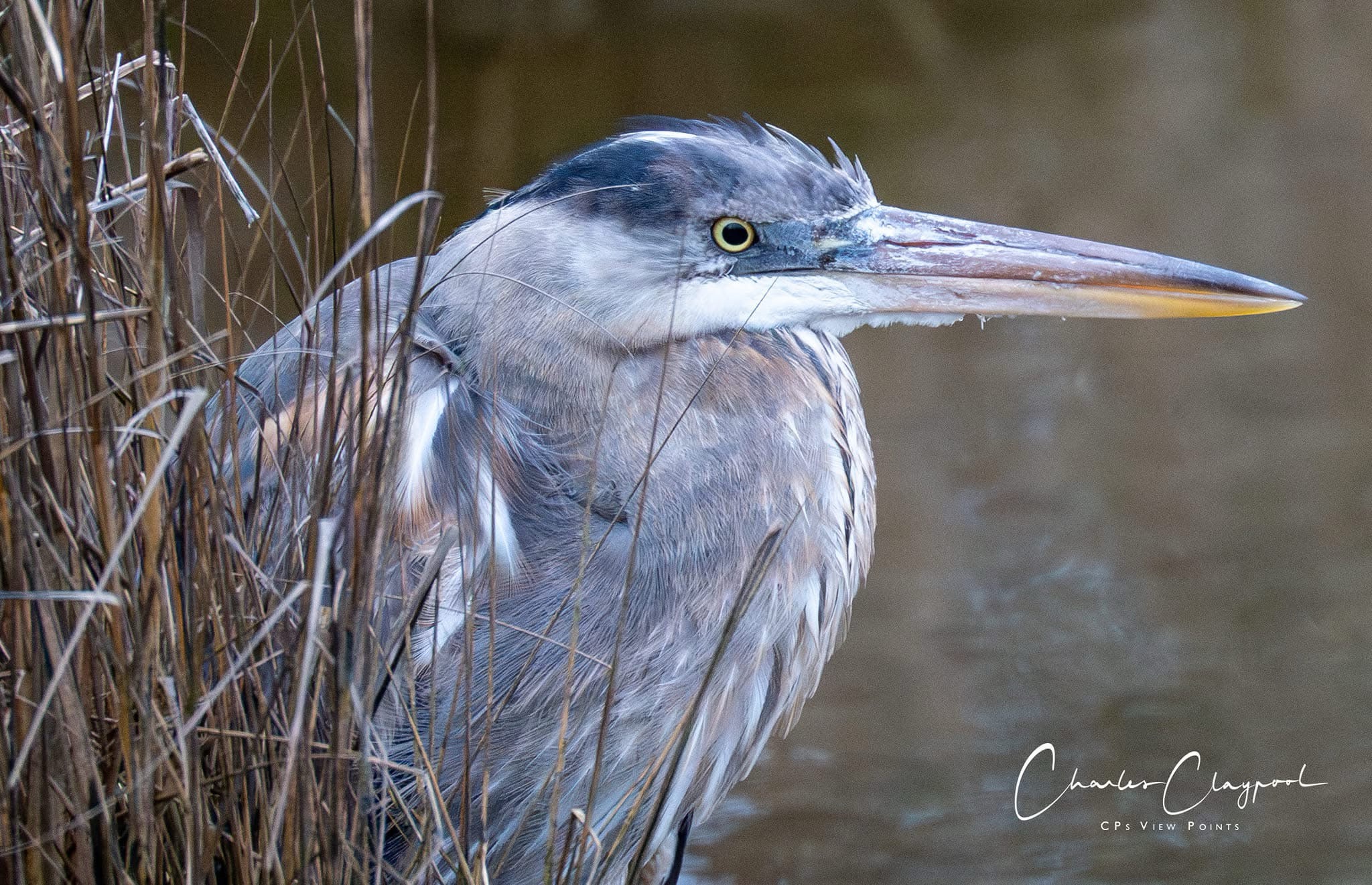 The Graceful Heron in Flight