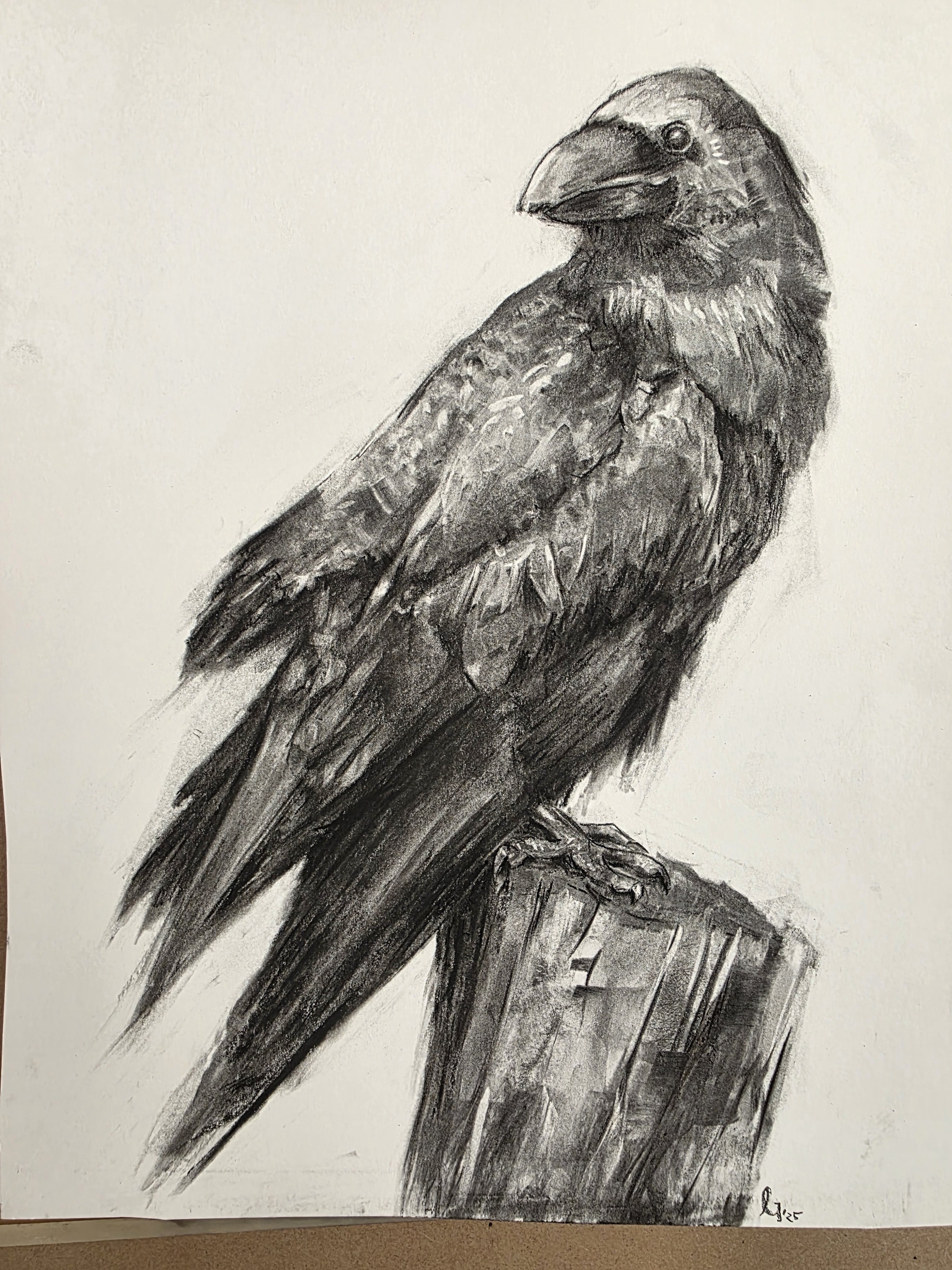 Exploring the Beauty of Birds: A Charcoal Study