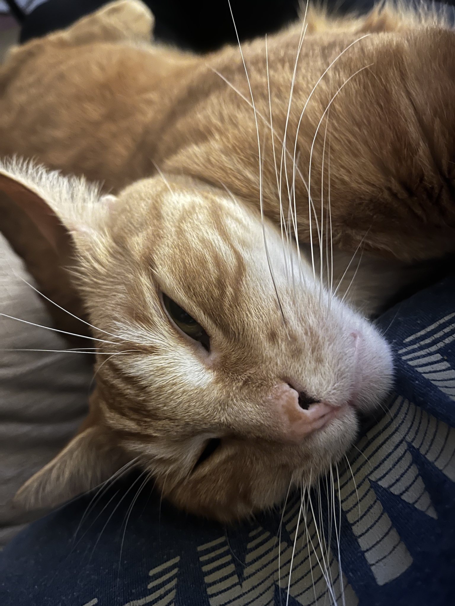 Sending Merry Christmas Wishes from Ollie!
