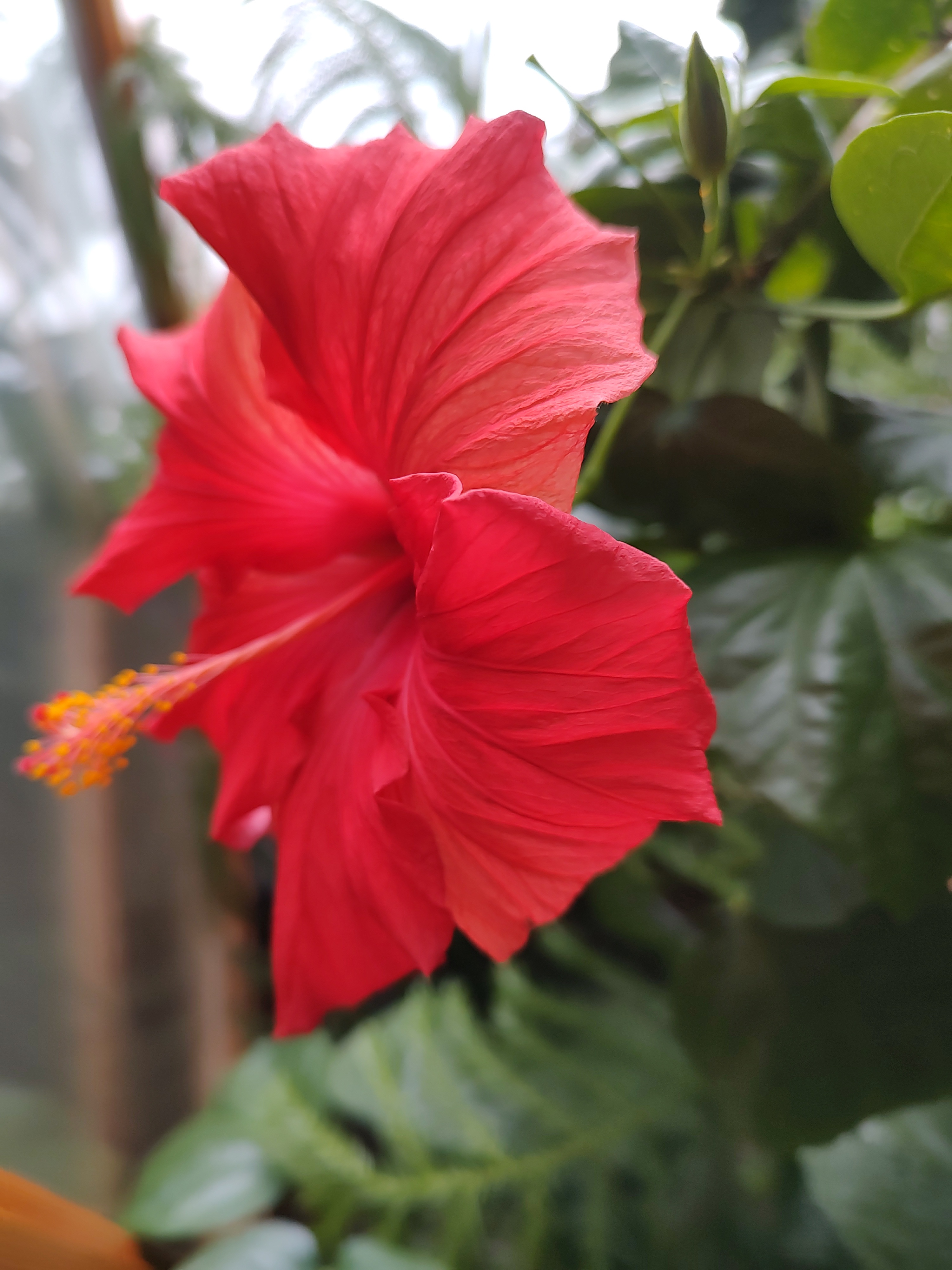 Yesterday's Hibiscus: A Floral Memory from 01222025