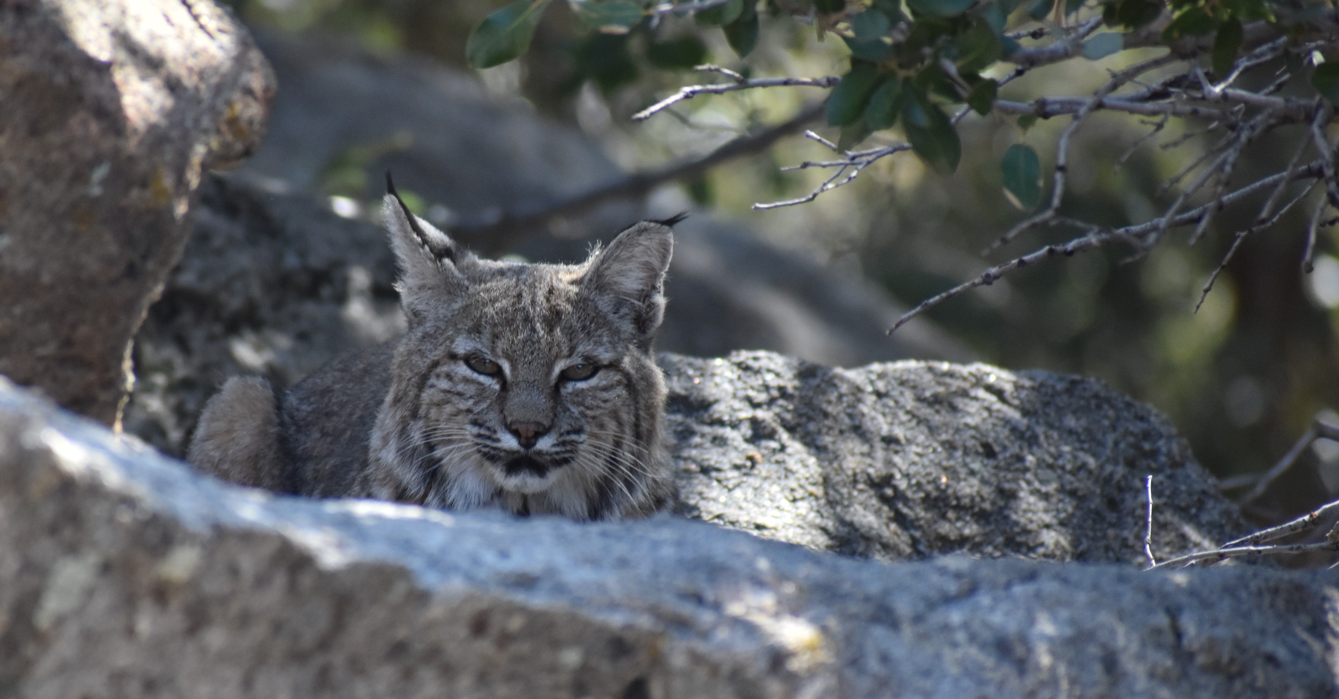 Spotted a bobcat in Big Bear, California!