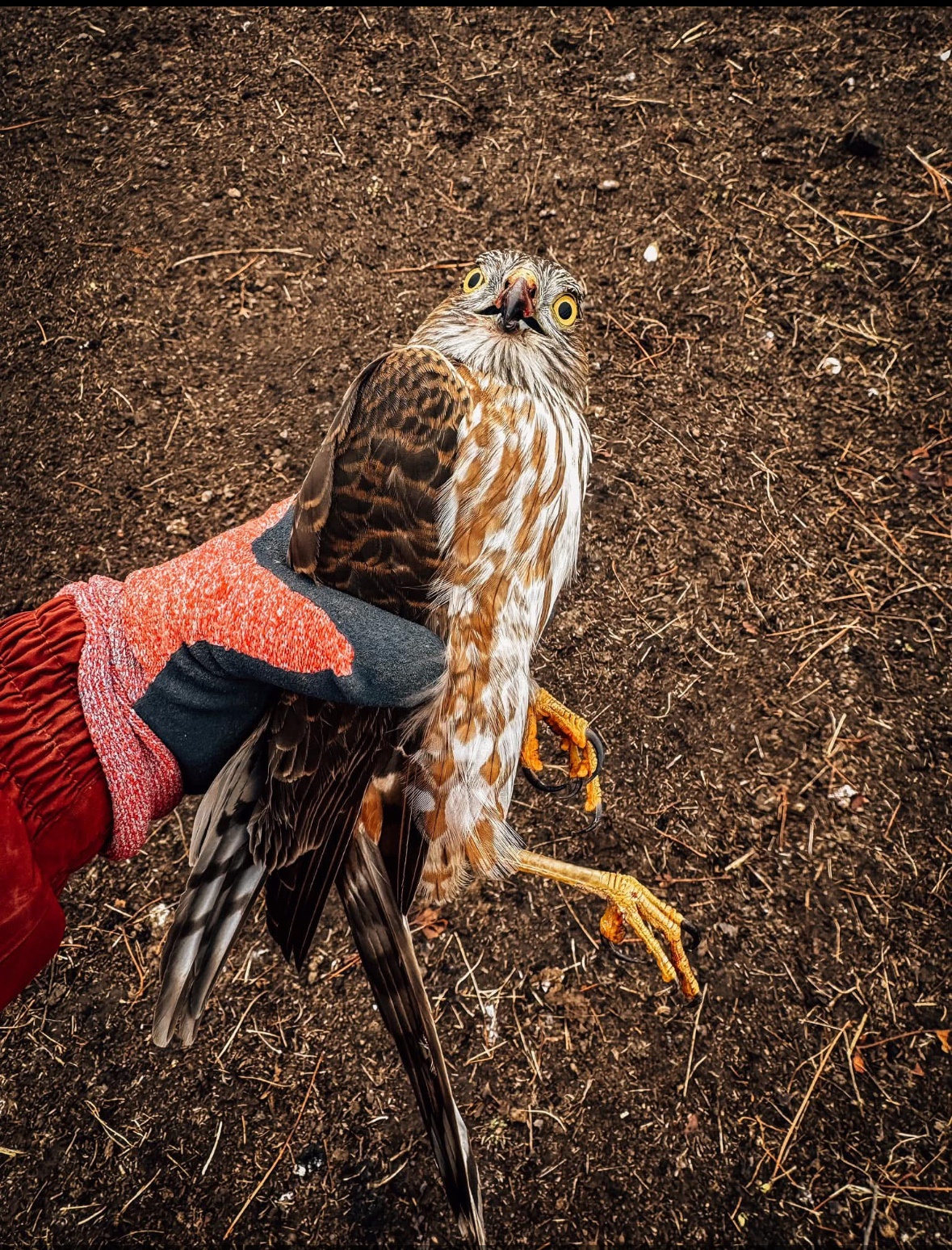 What If a Hawk Was Just a 'What the Fawk'?