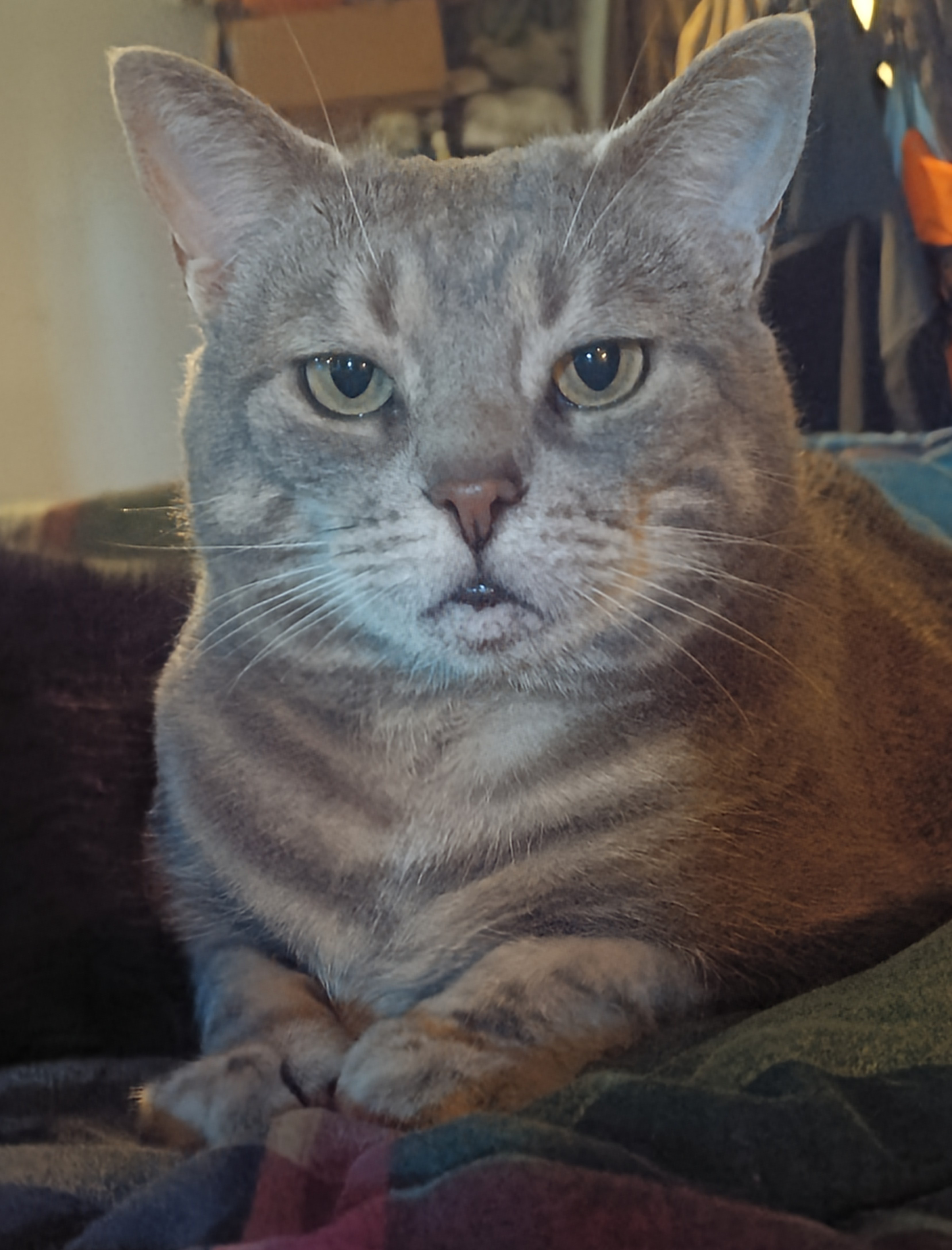 Caturday Special: Meet Tammy and Magic!