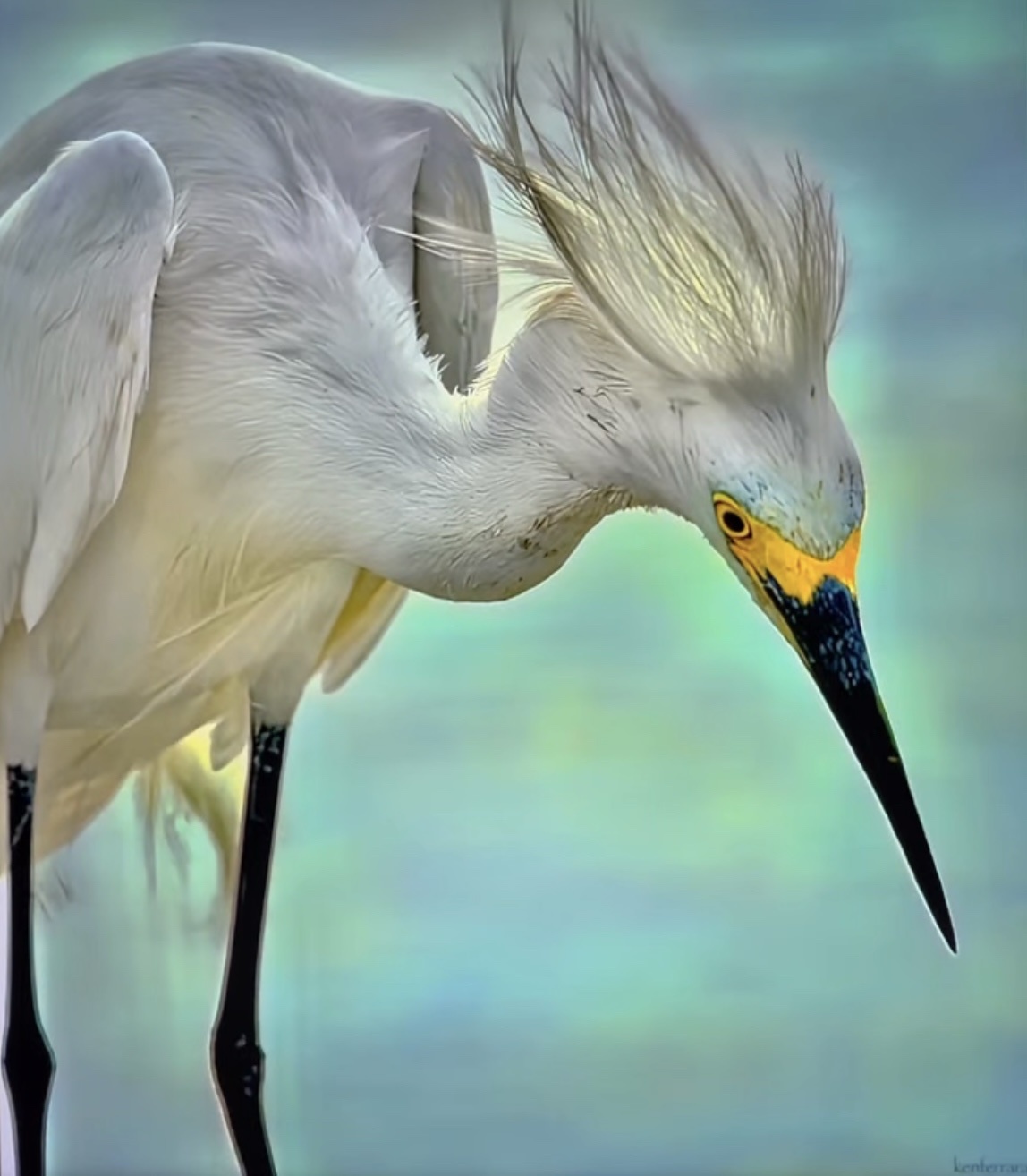 Elegant Egret in Its Natural Habitat