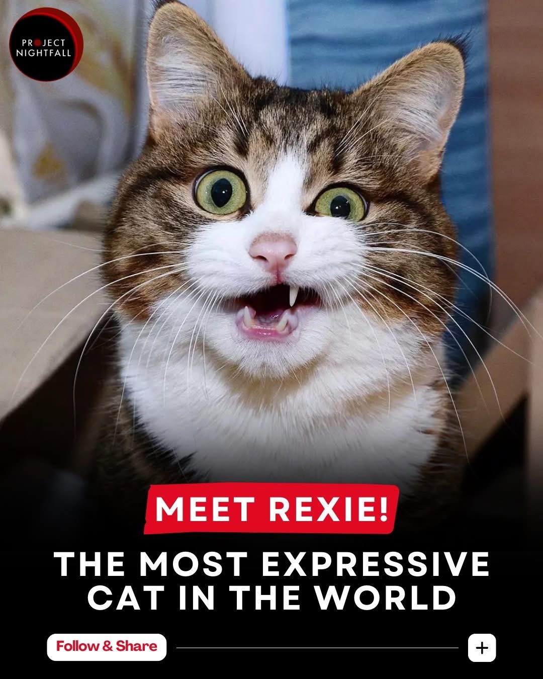 Meet Rexie, the Living Emoji Cat!