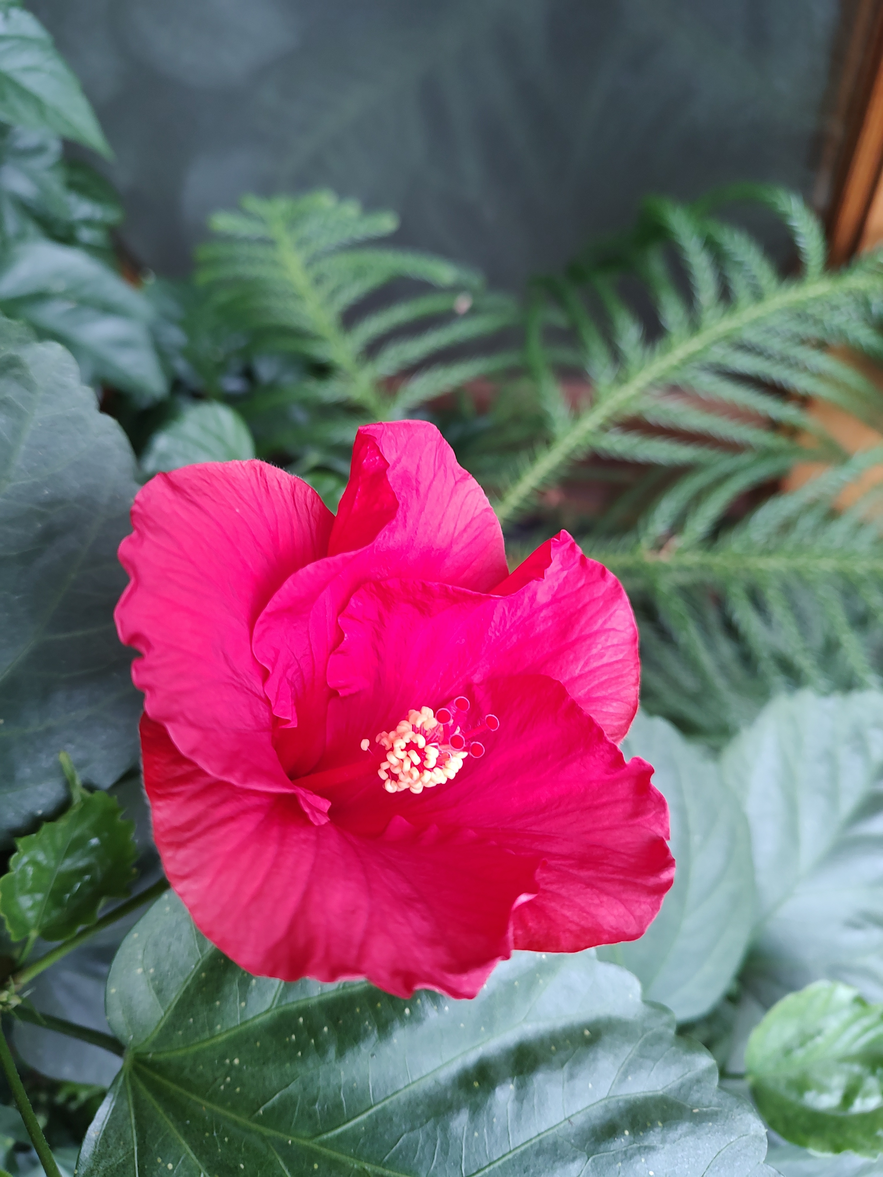 Freshly Bloomed Hibiscus: A Beautiful Beginning - 02122025