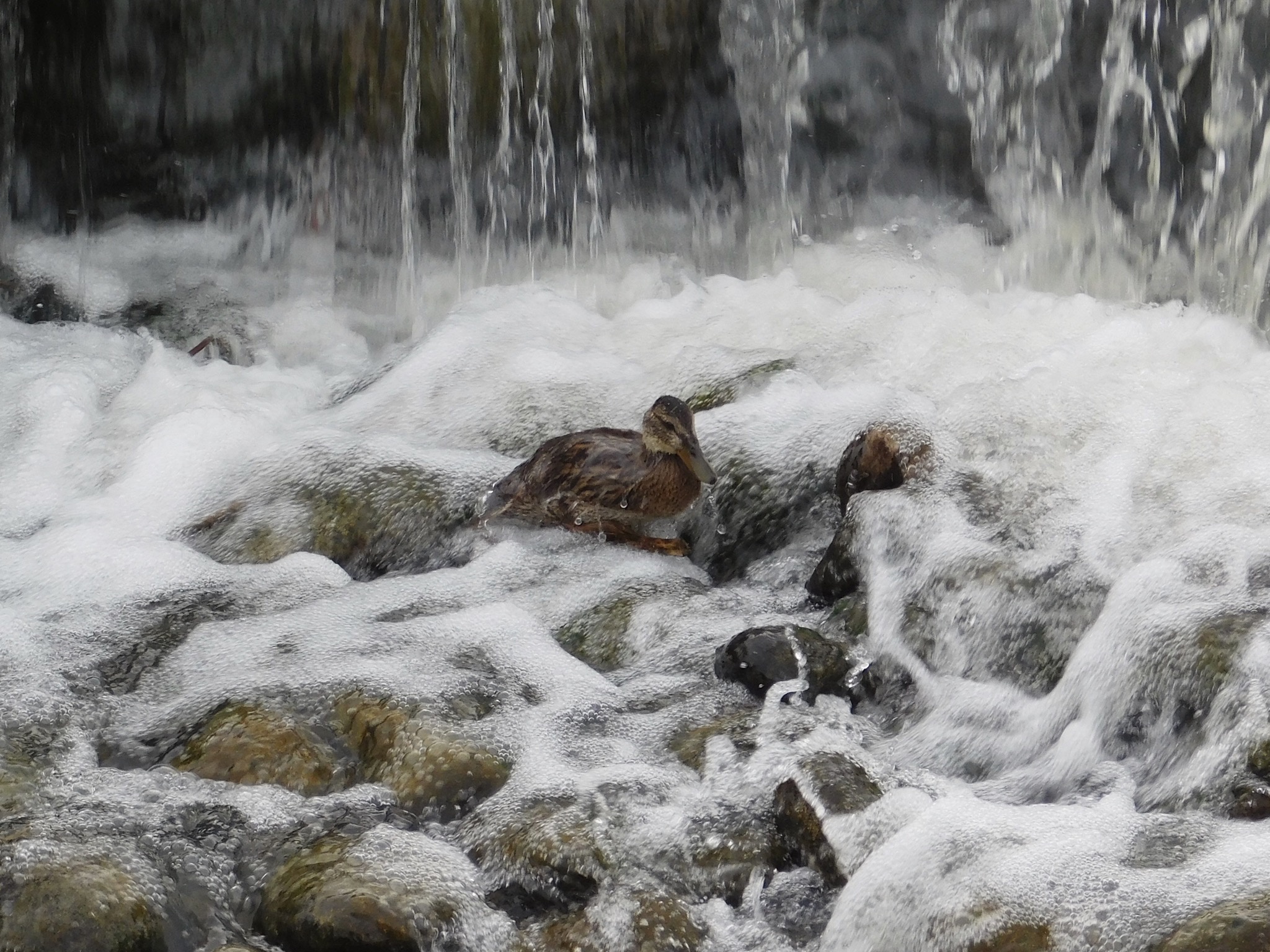 Witnessing a Duck Dive into the Water