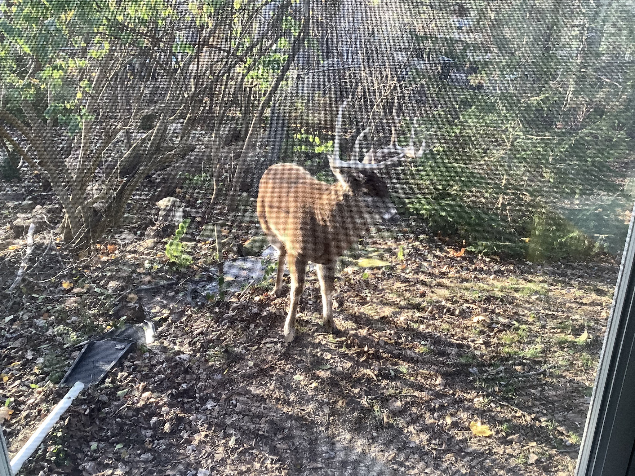 The Tale of Buck: November 30, 2024