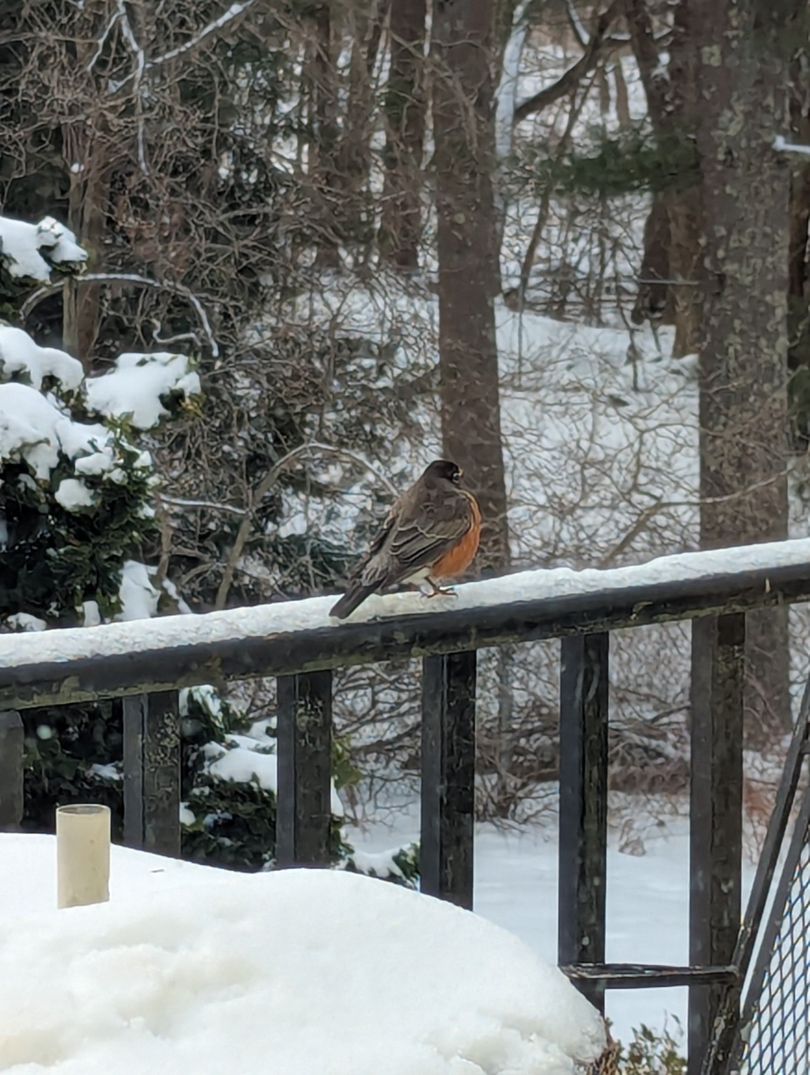 Charming Birds Nestled in the Snow