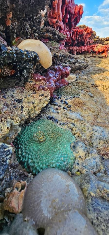 Stunning Coral Beauty