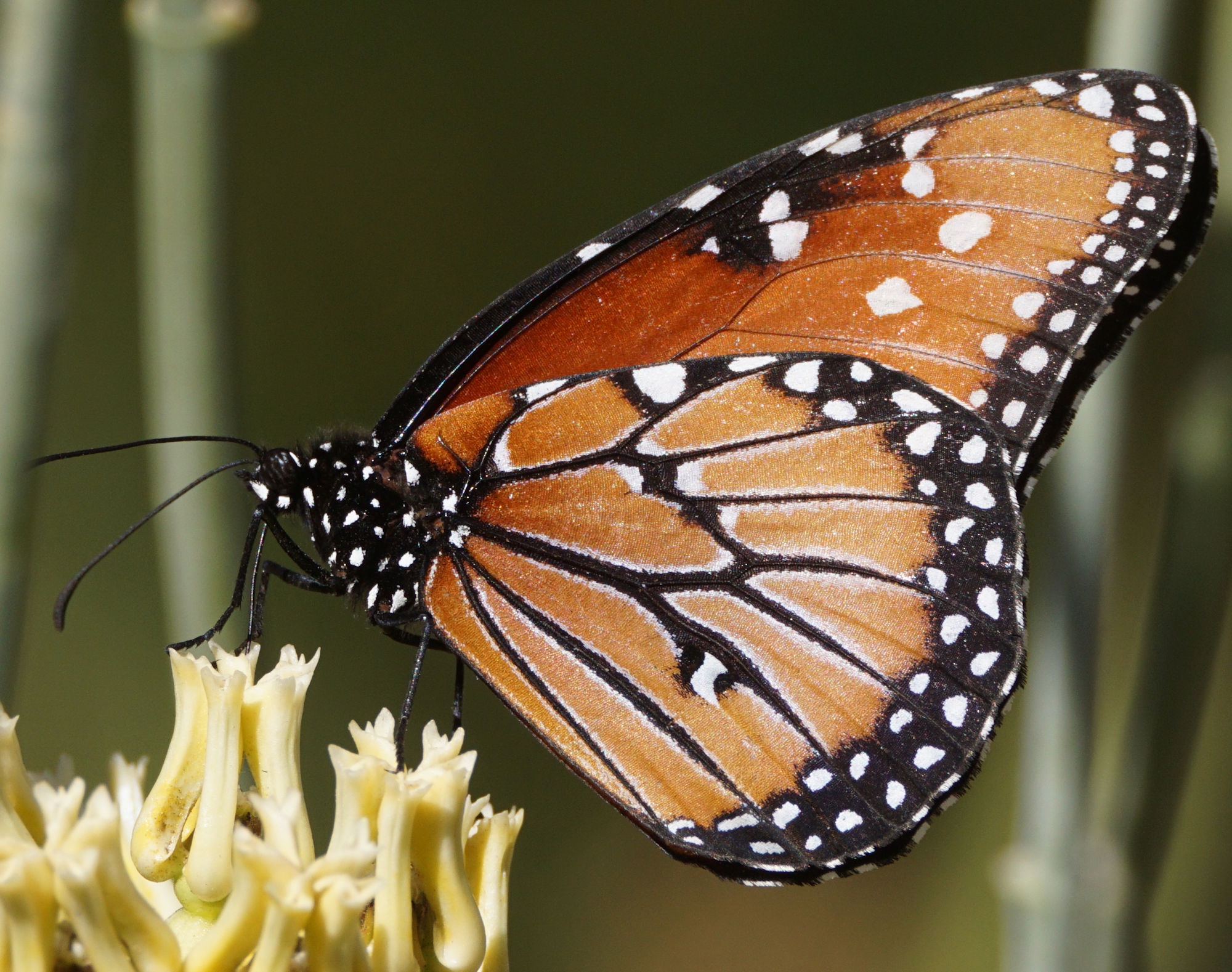 The Majestic Queen Butterflies in Action