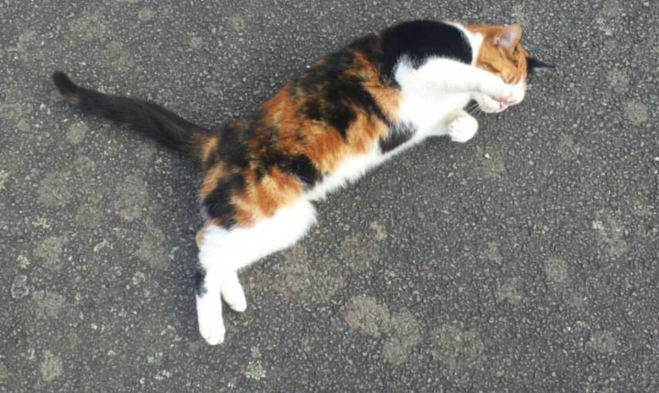 Just a Casual Meow