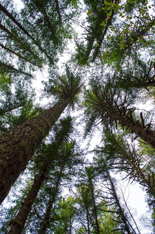 More Trees, More Life!