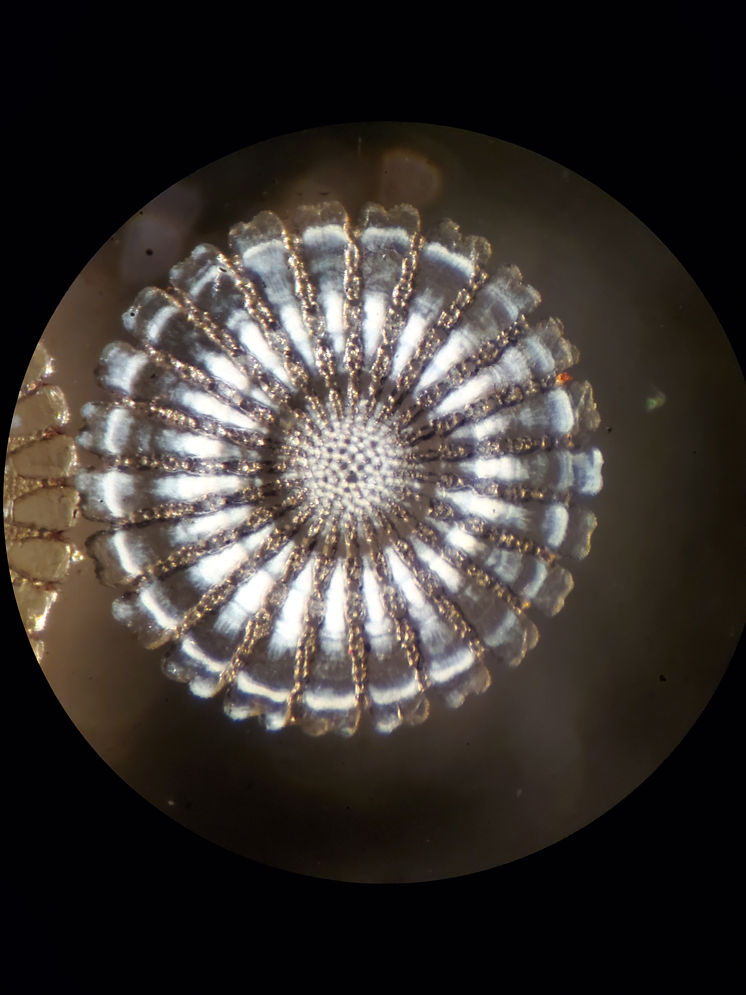 Incredible Echinoderm Spine Magnified 140 Times