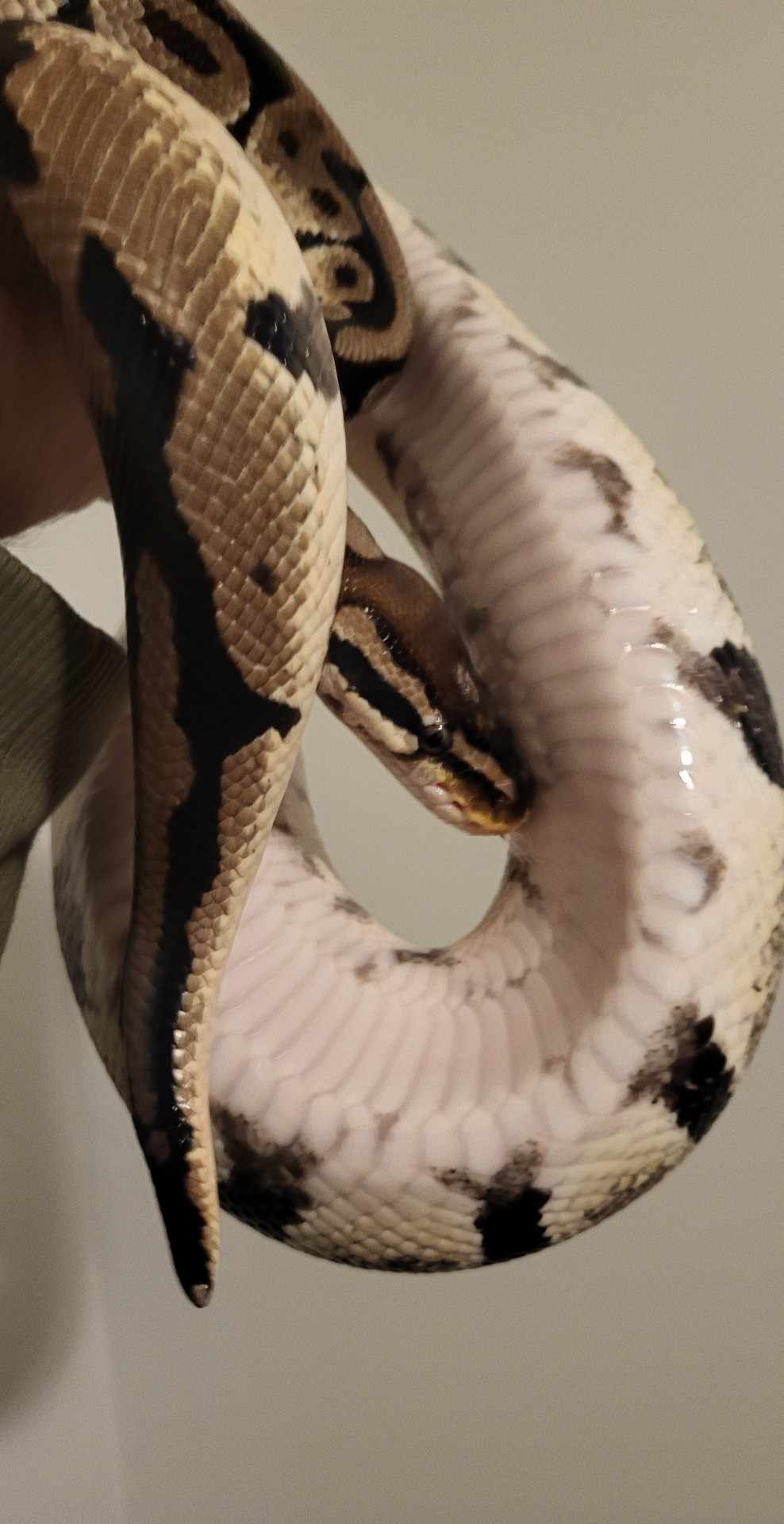 Need Help with Morph ID?