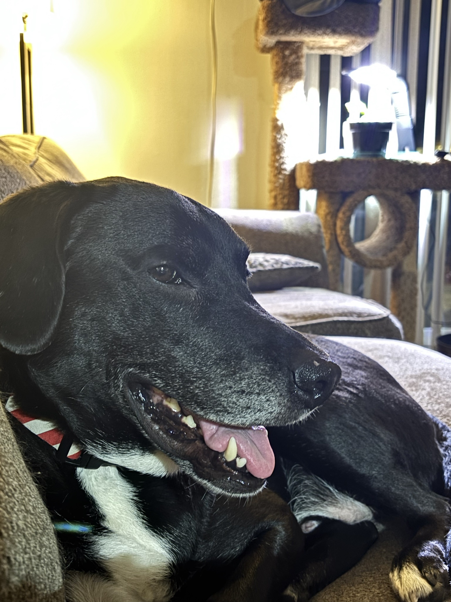 The Heartwarming Moment: A Black Labrador's Smile