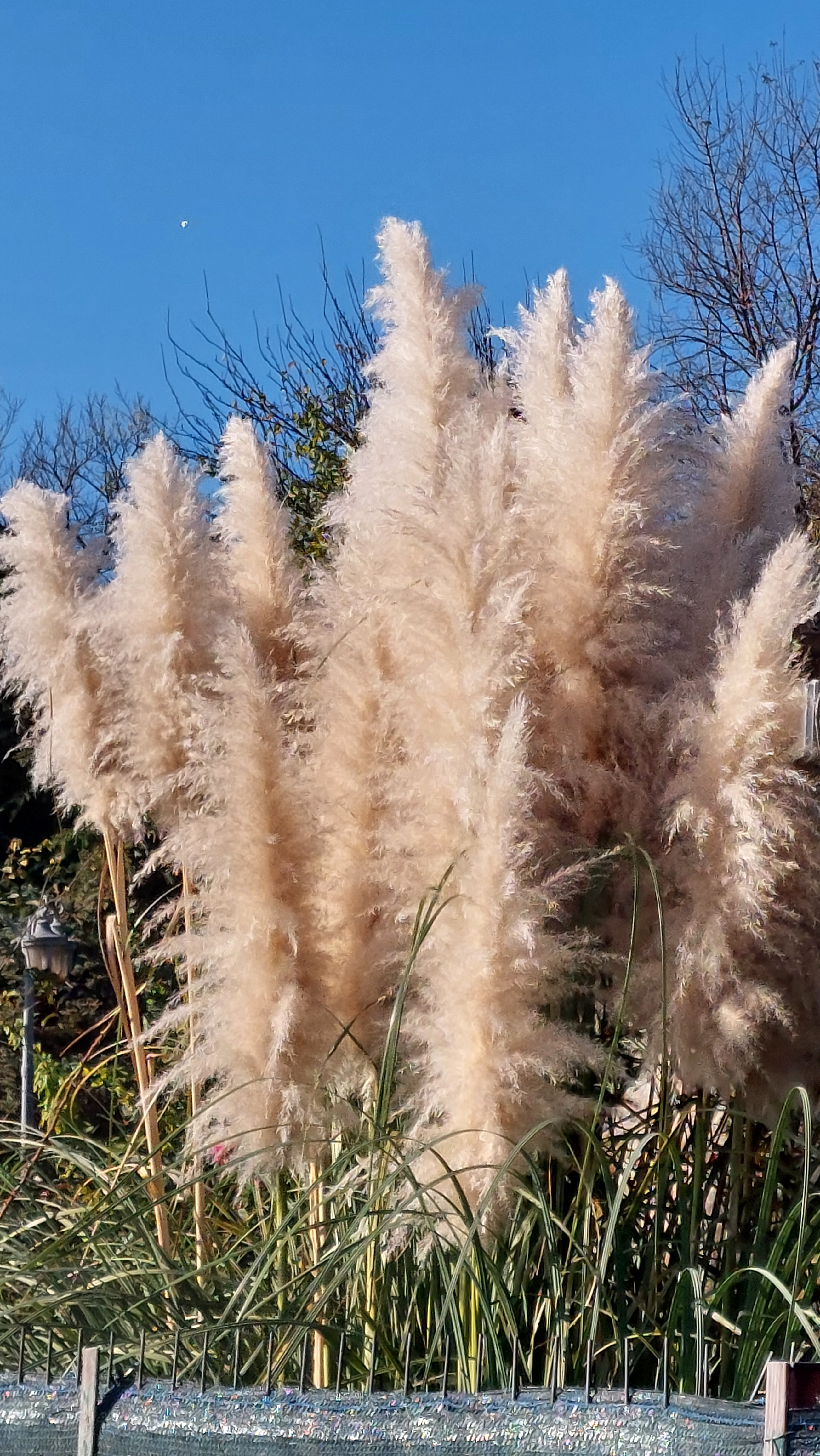 To Feather or Not to Feather?