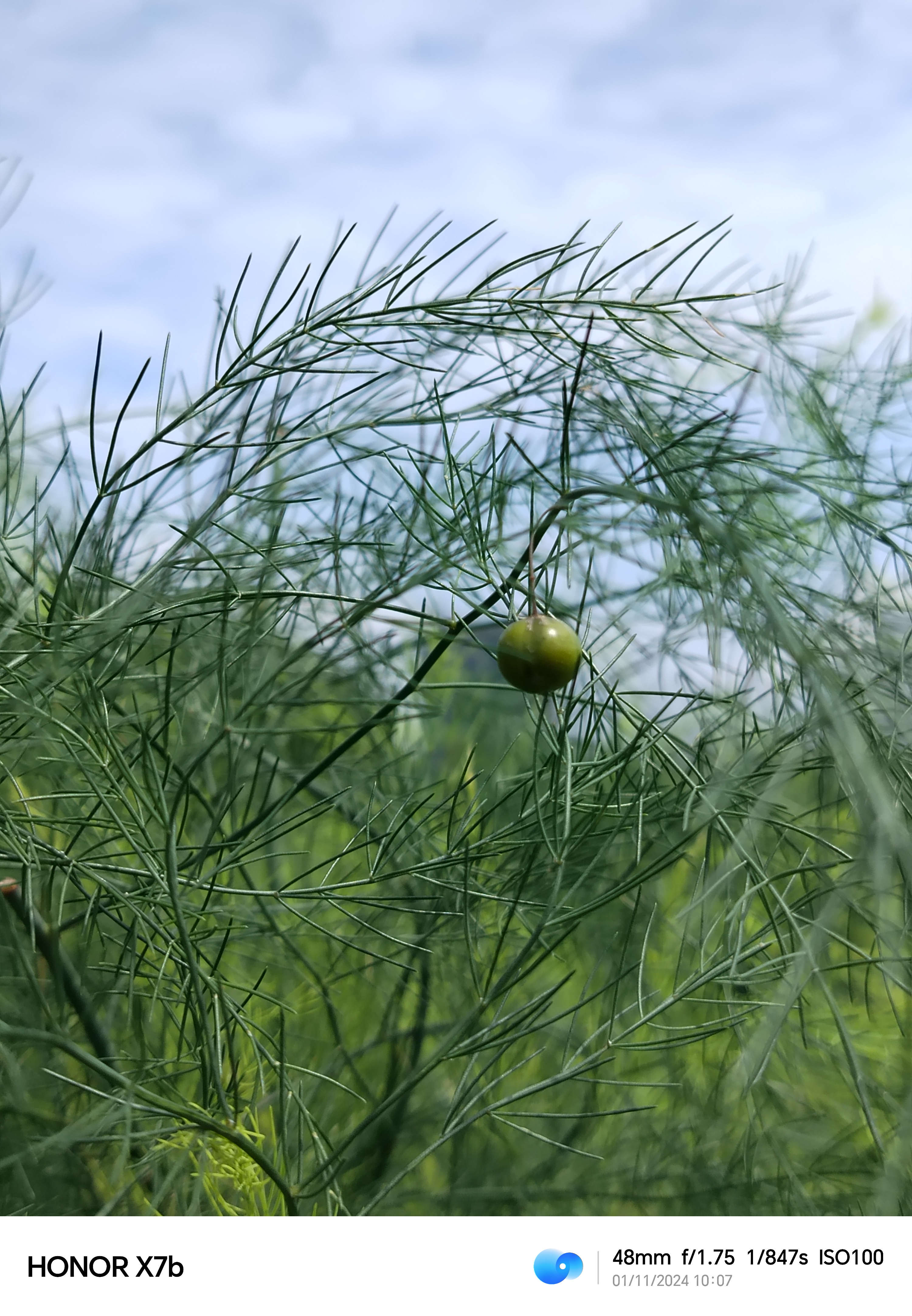 What Kind of Tree Produces This Fruit?