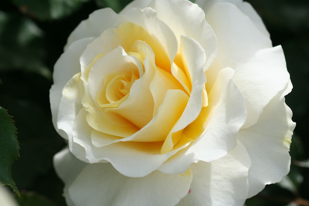 Exploring the Beauty of Keisei Rose Garden in Chiba - May 2013