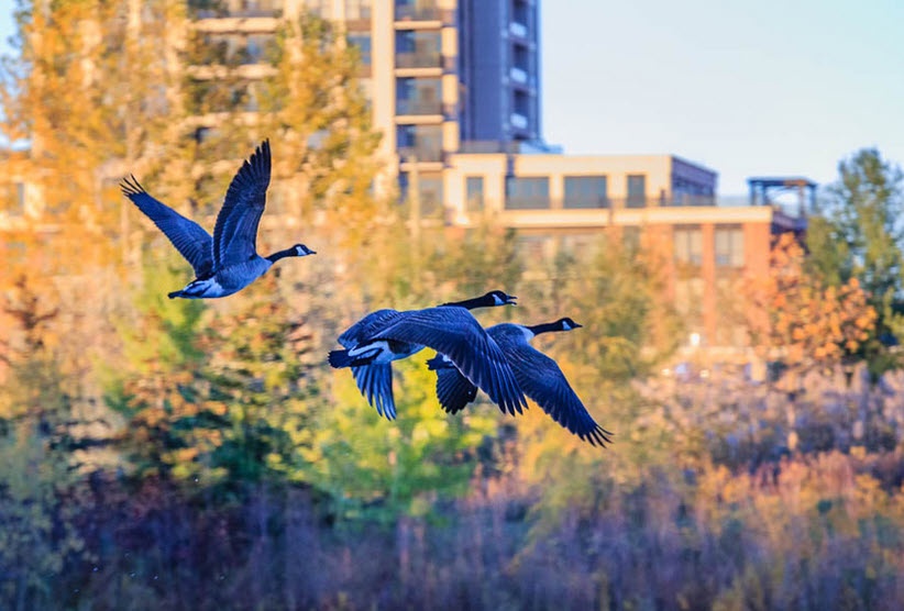 The Beauty of Birds: Nature's Feathered Wonders