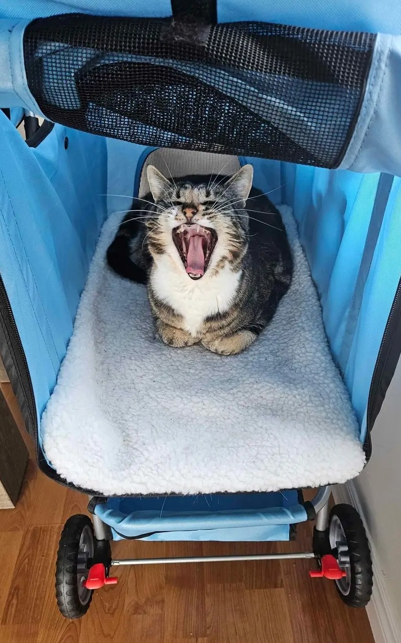 I know there's a meme that perfectly captures this cat!
