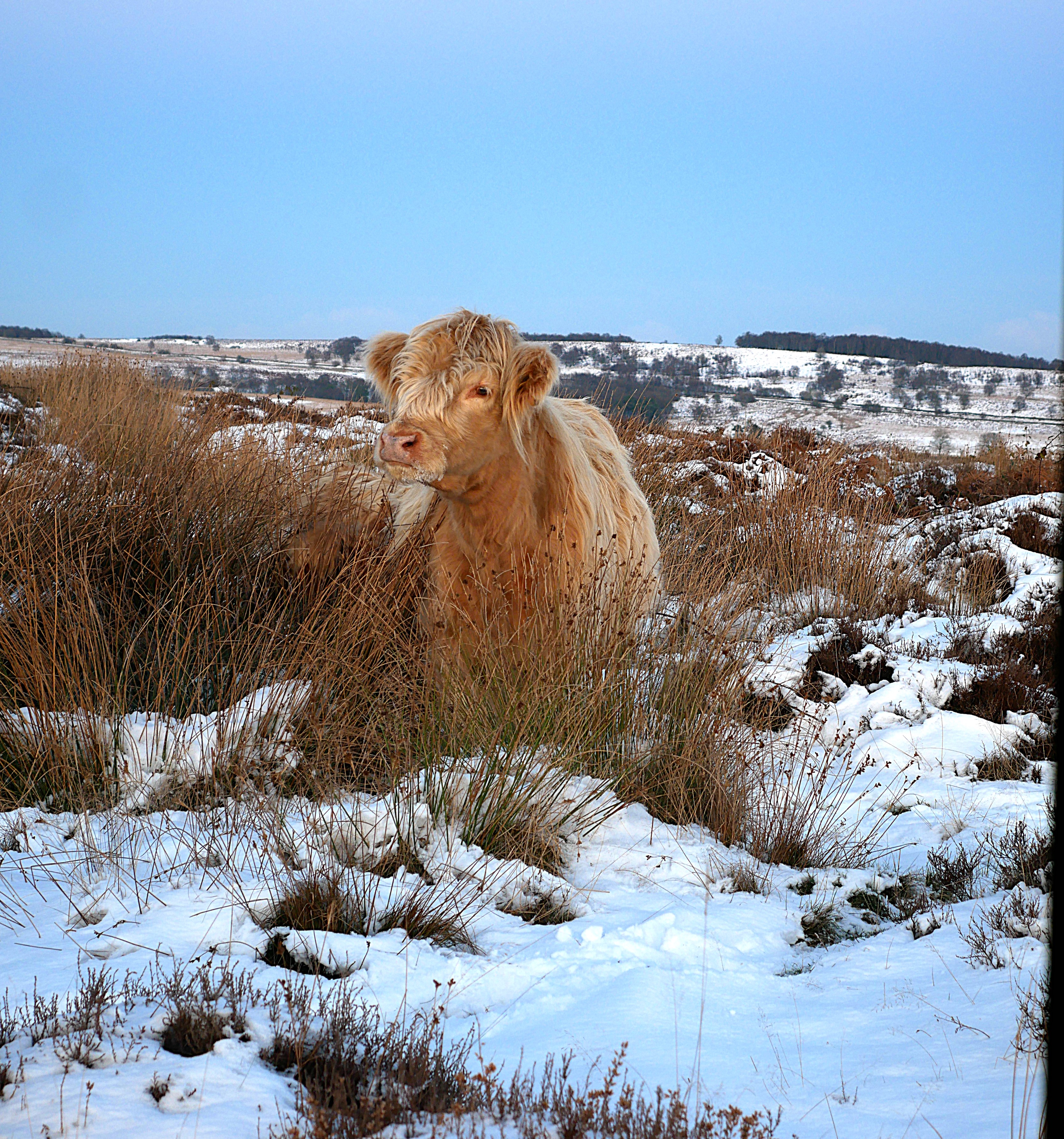 A Cow in the Mountains: Nature's Unexpected Surprise
