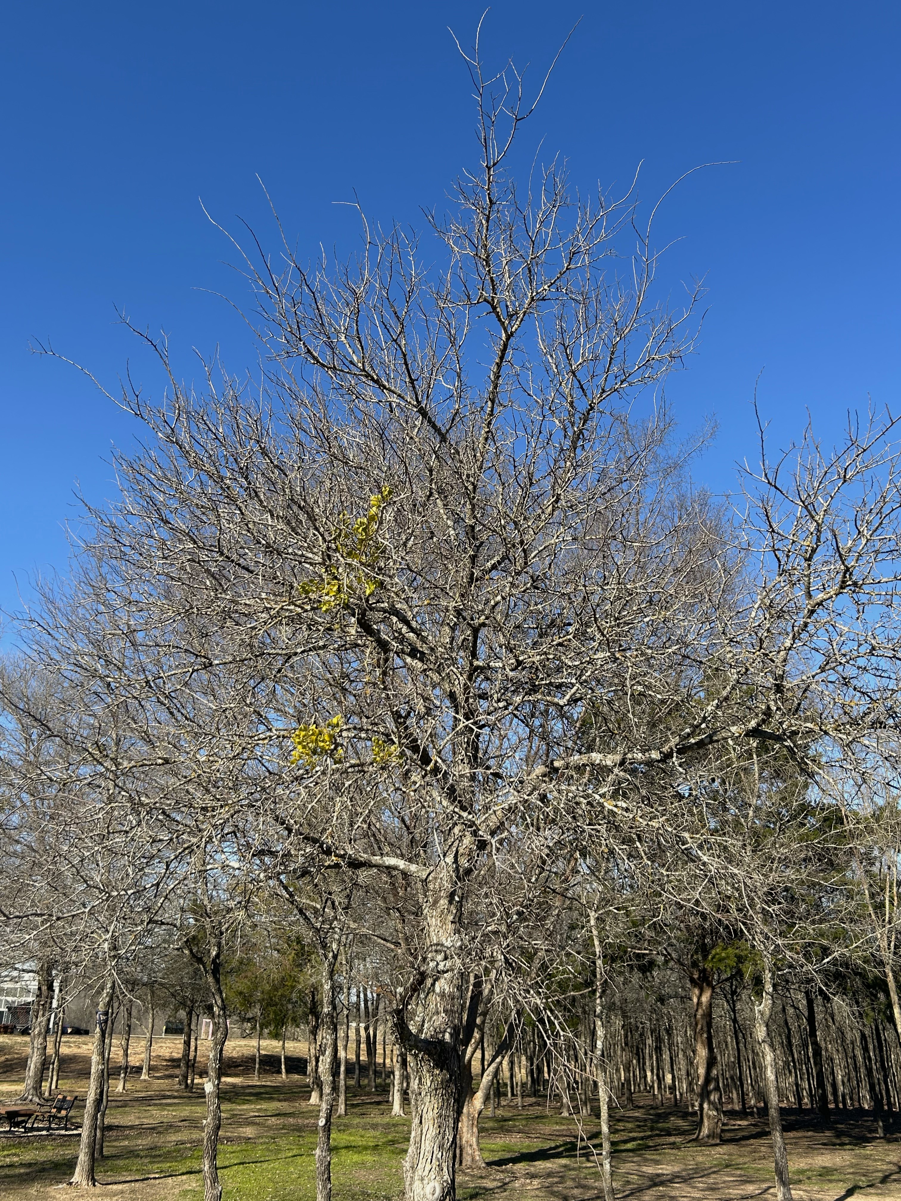 Fresh Life Emerges from a Once Dormant Tree