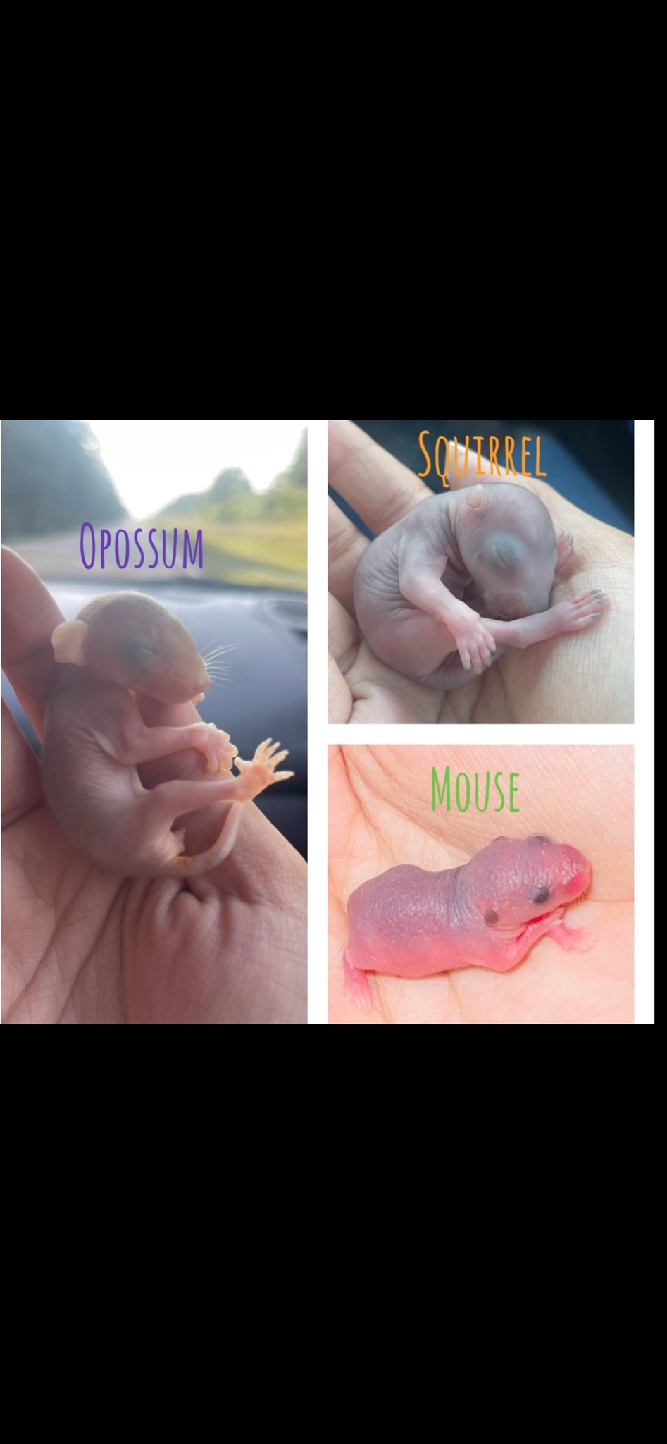 Adorable Common Wildlife Pinkies You Need to See!