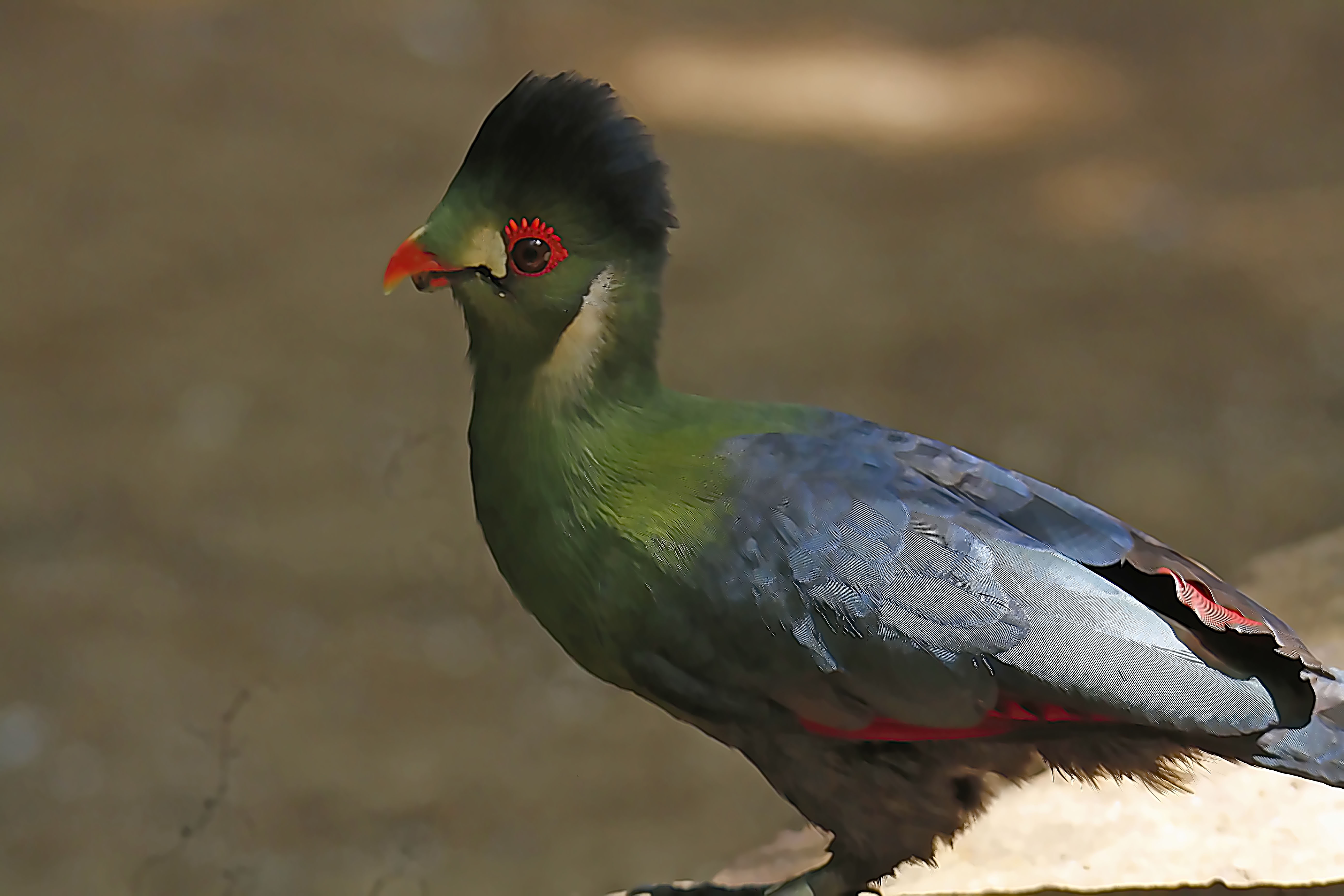 The Stunning White Cheek Turaco: A Feathered Wonder