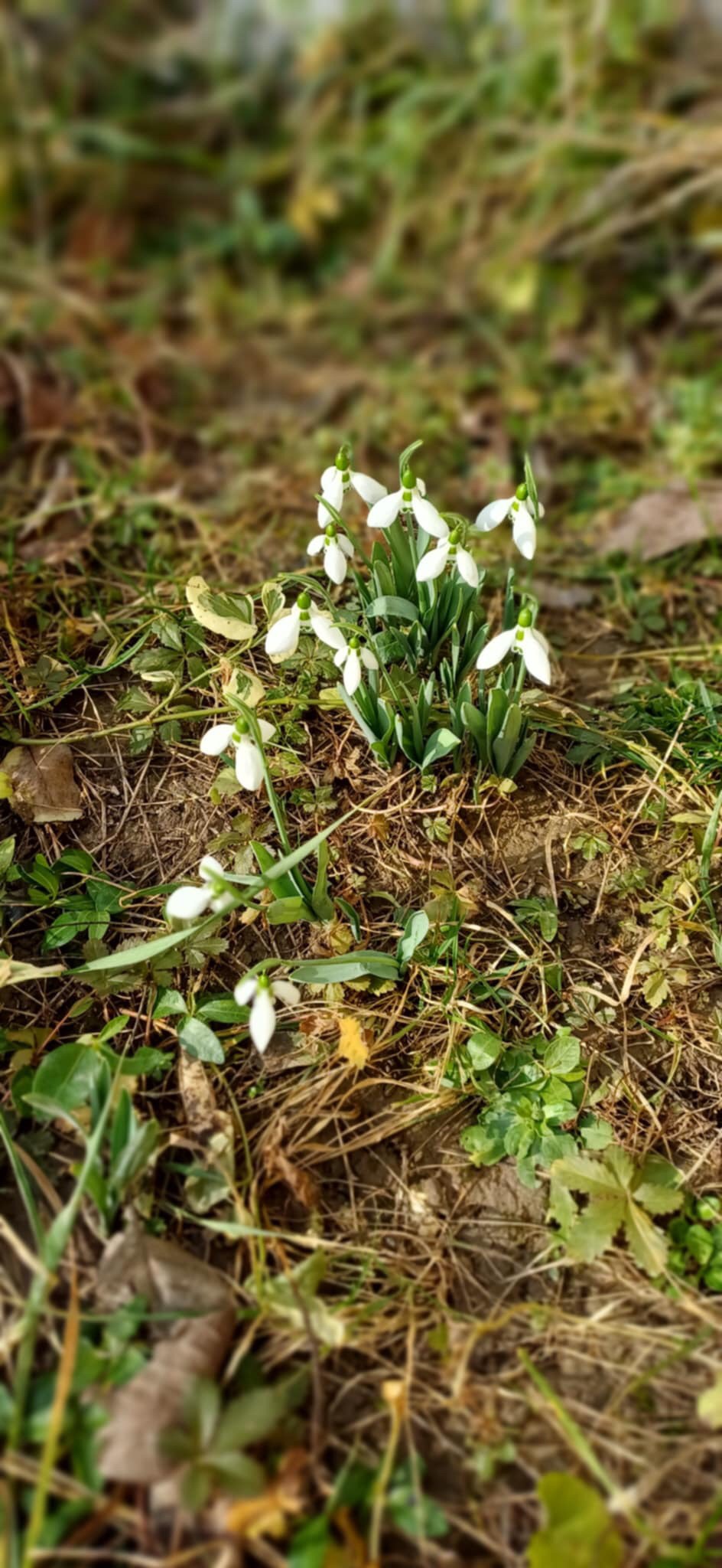 Galanthus blooming beautifully in February.