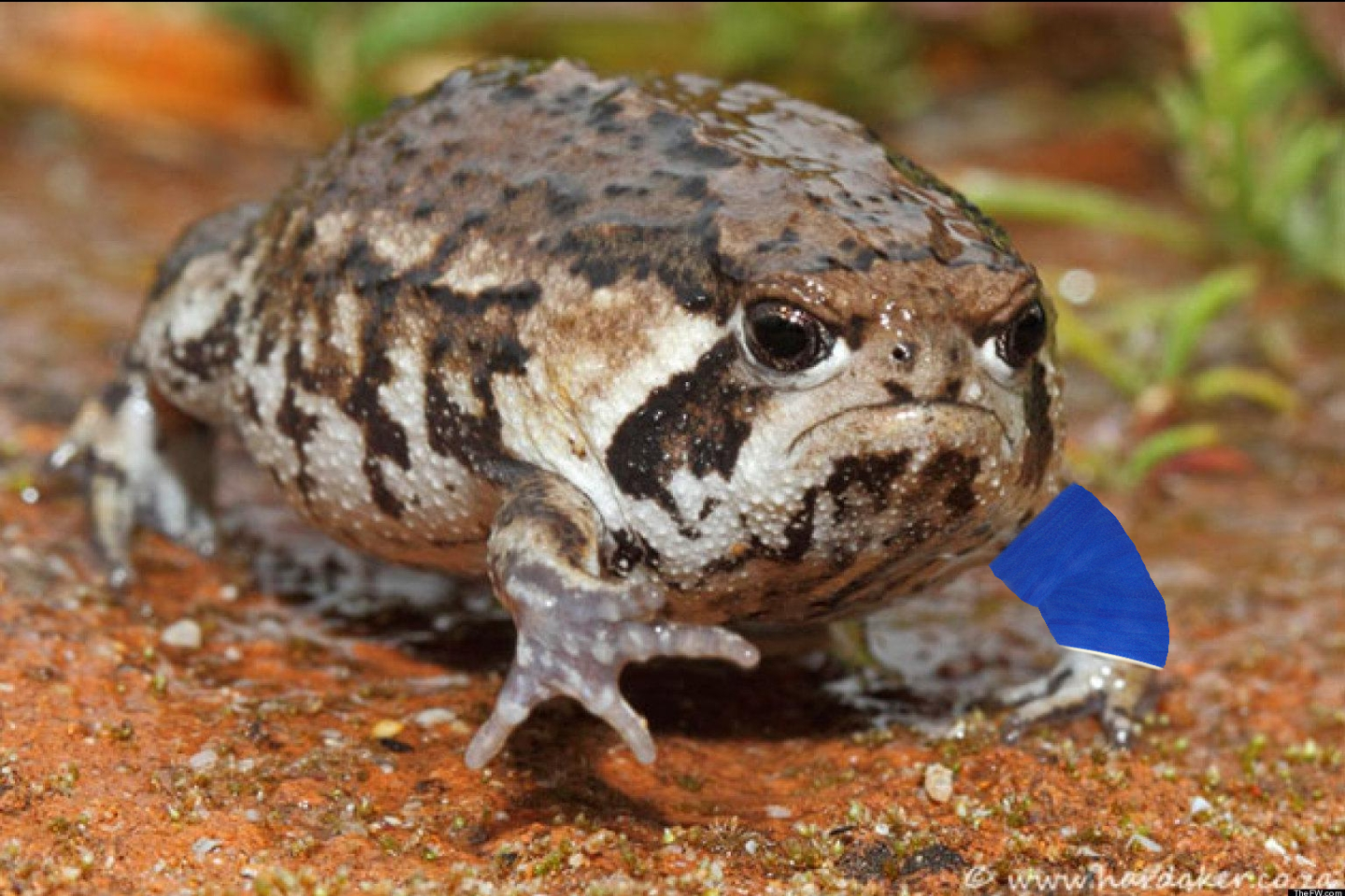 The Fierce and Fabulous Potato Fairy Frog with a Cast
