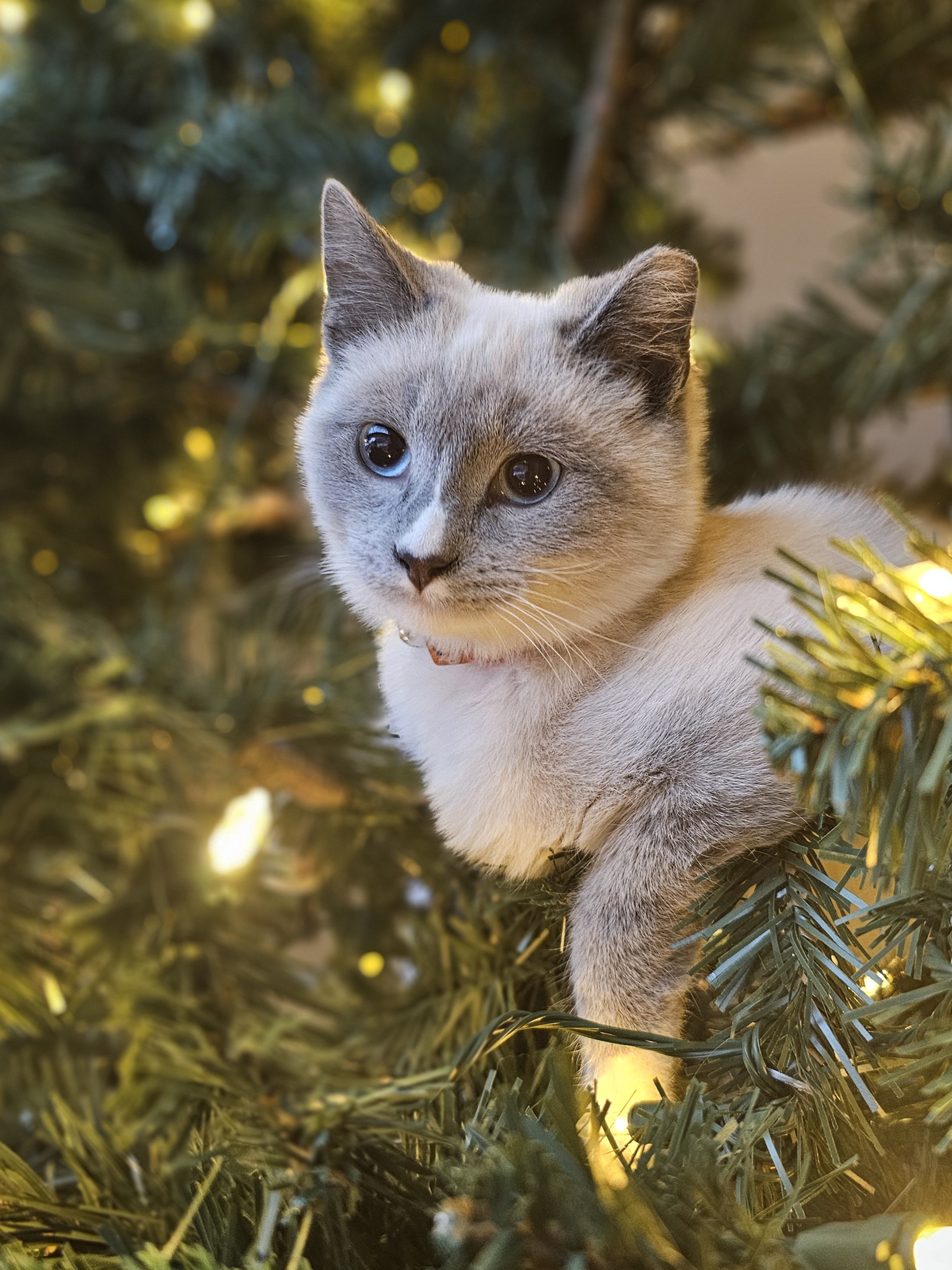 This Year’s Christmas: A Festive Season Without Ornaments