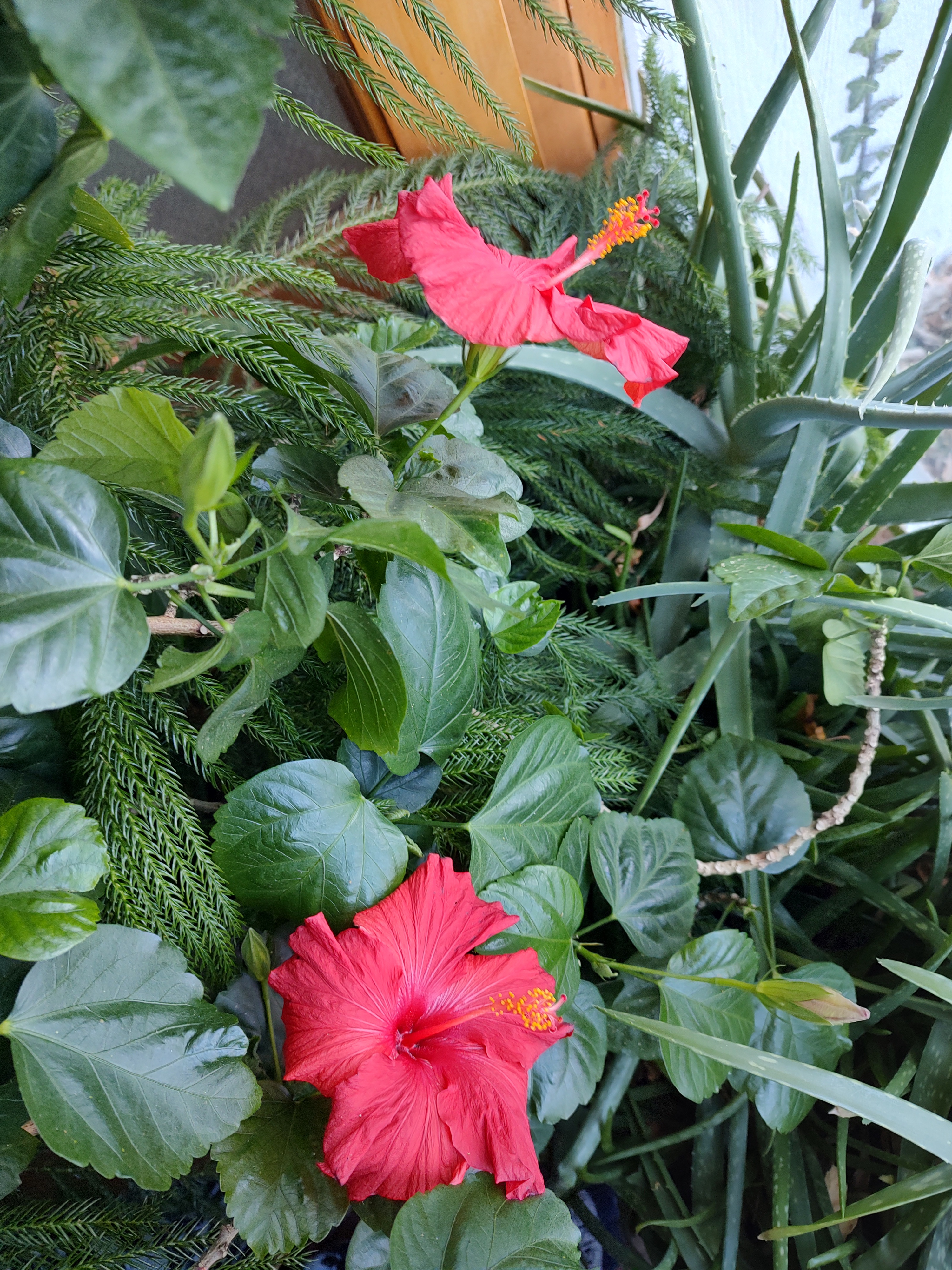 Today's Hibiscus Bloom - January 13, 2025