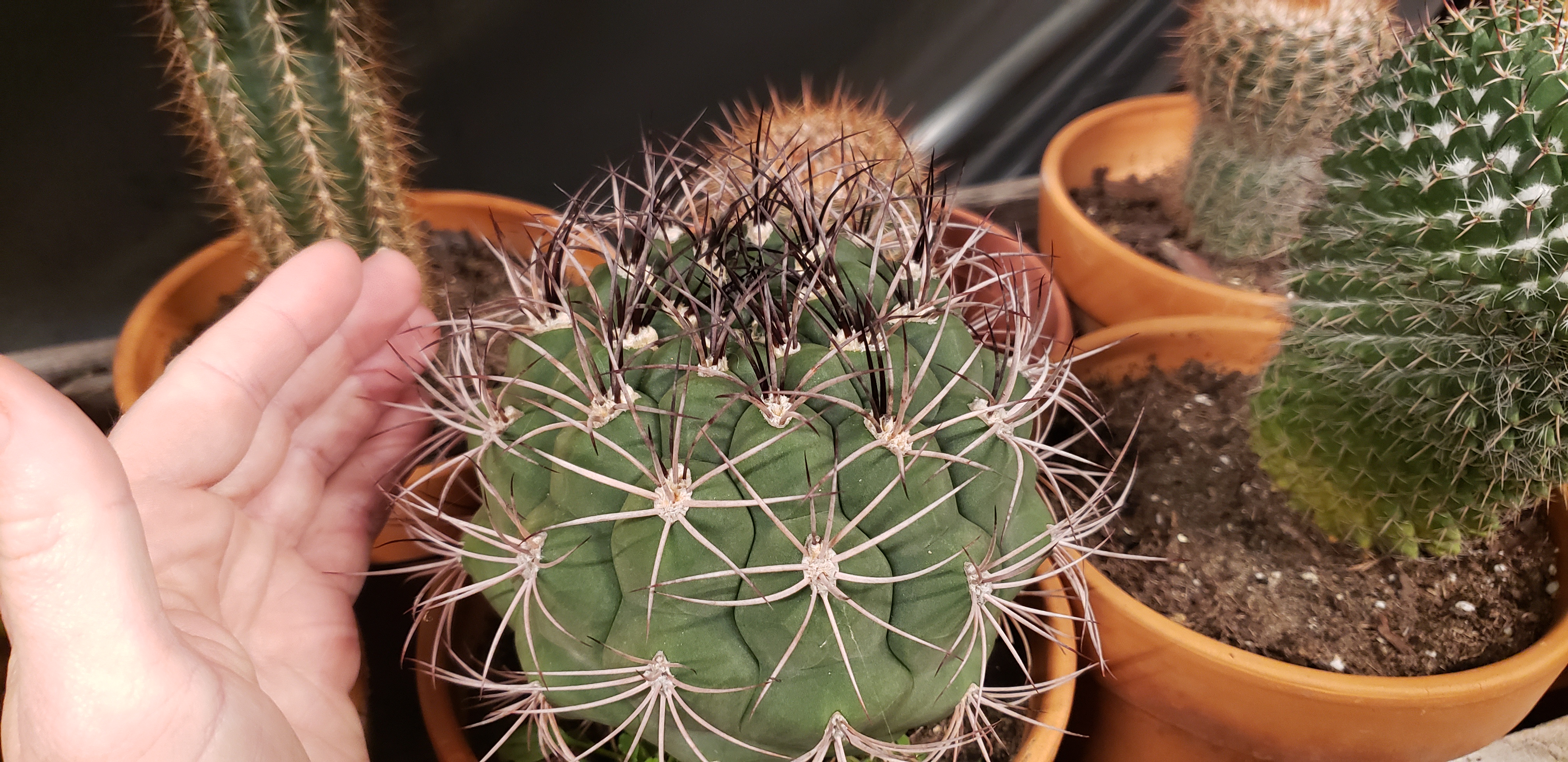 Check out my stunning Gymnocalycium saglione!