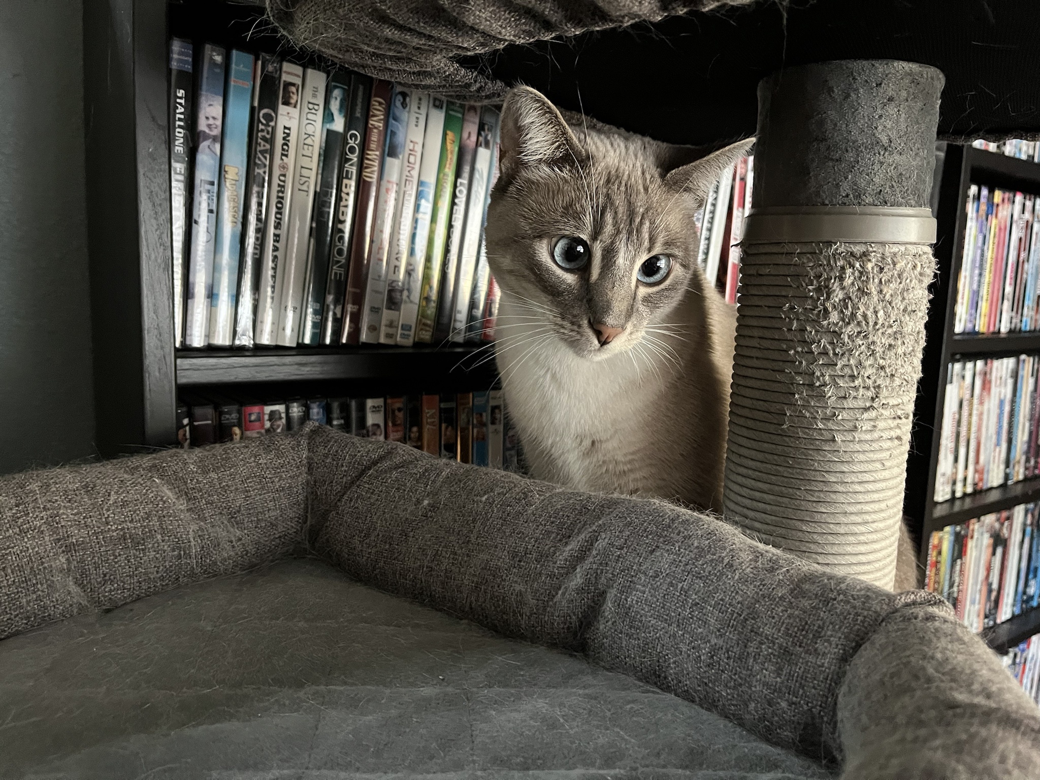 Daily Dose of Ivy: Cat Chronicles Day 334