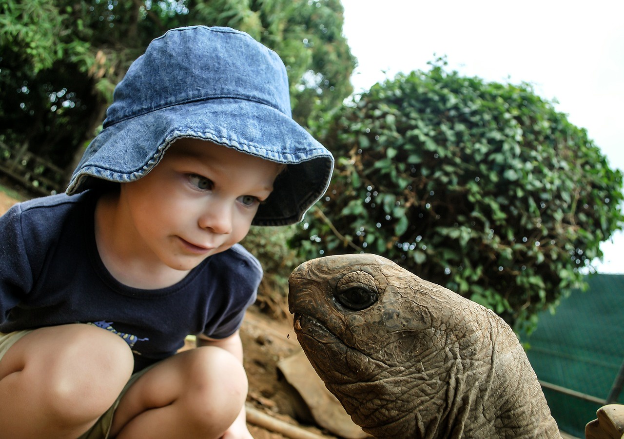 Chill Out with Some Relaxing Turtles