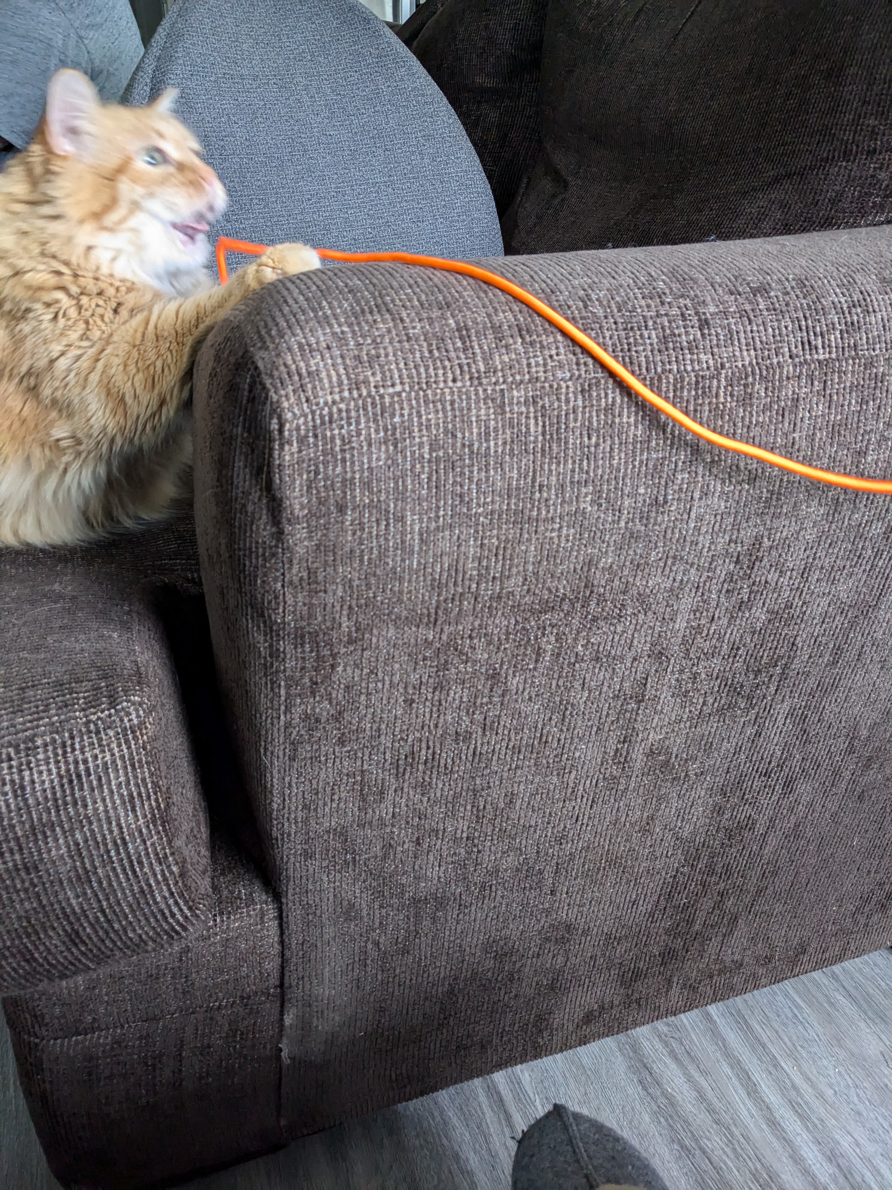 Playtime Adventures with Princess Mimi and Her Shoestring!