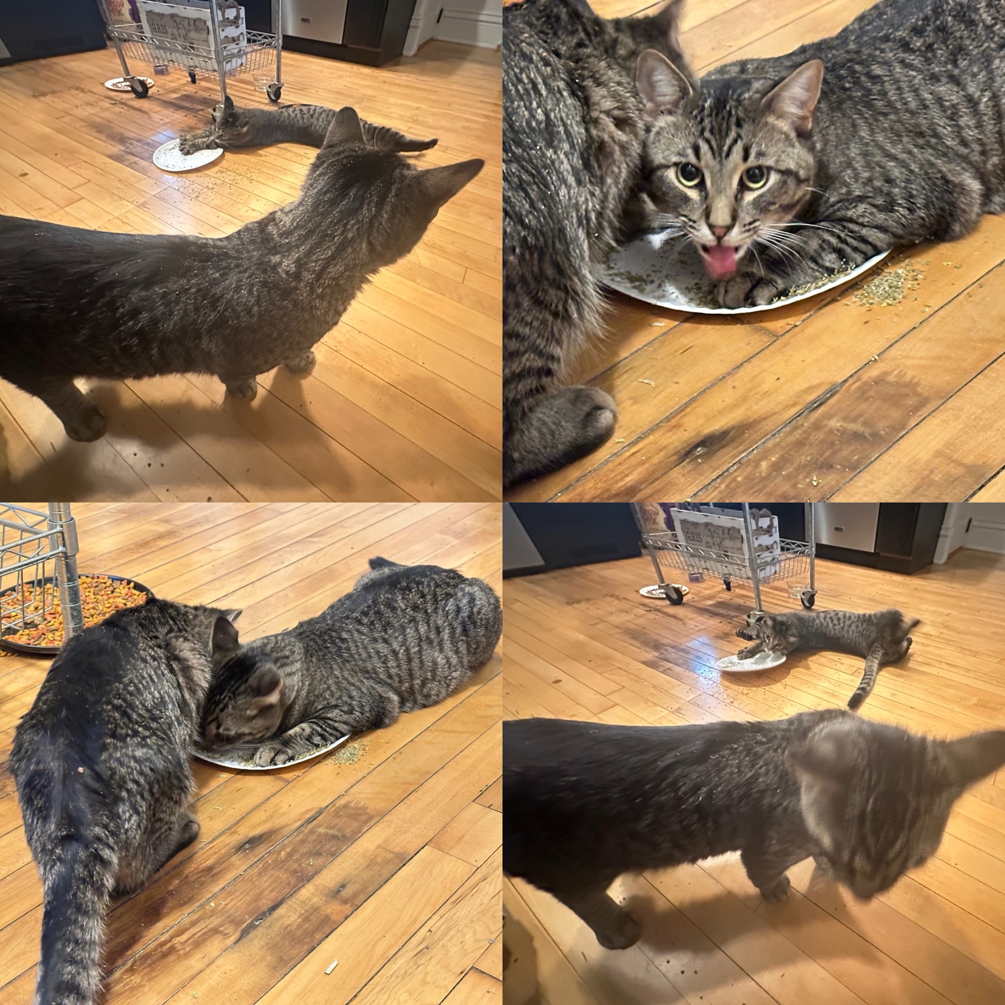 Thanksgiving Day Shenanigans with Catnip